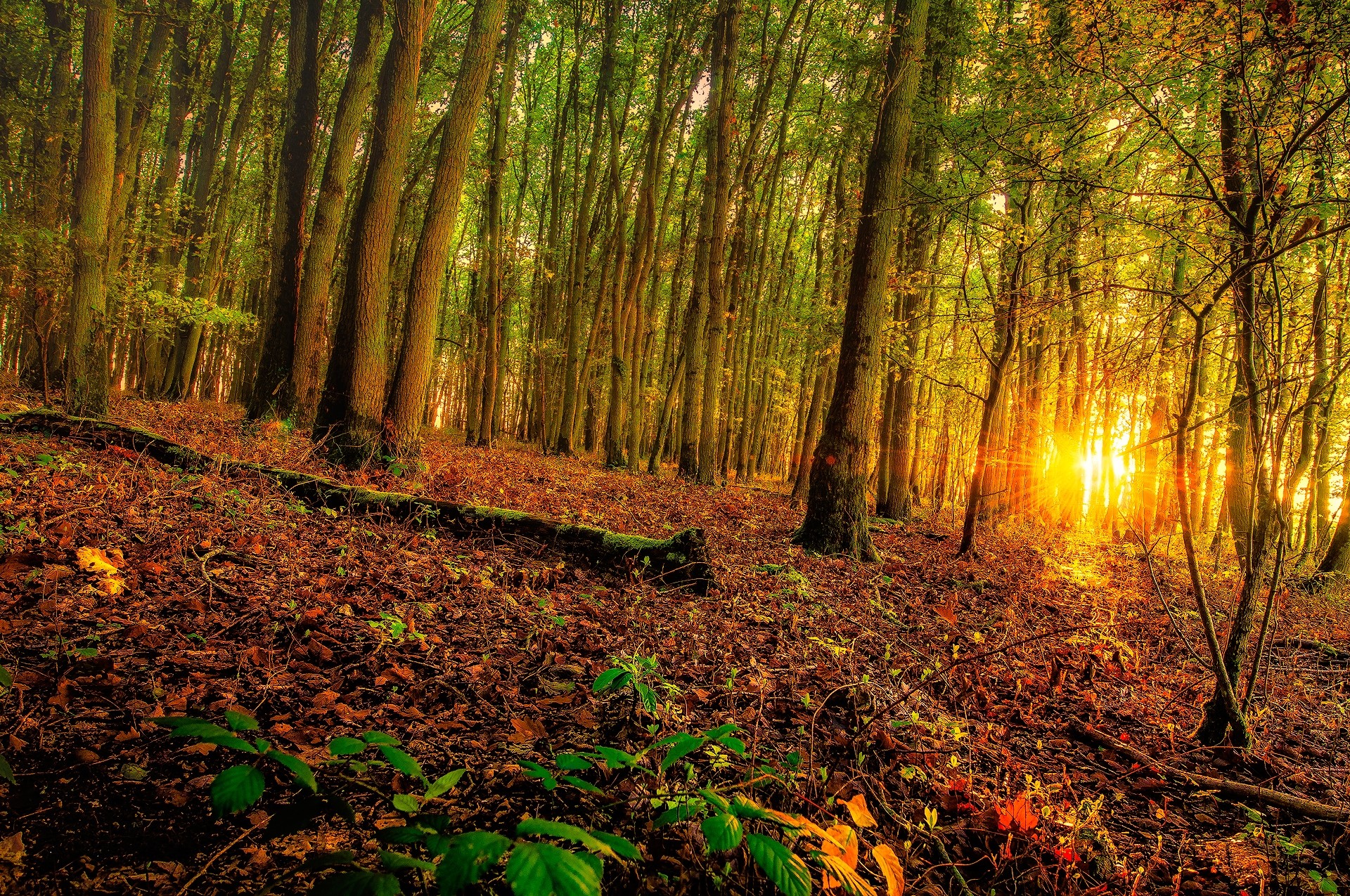 Forest with sunbeams filtering through trees HD Wallpaper