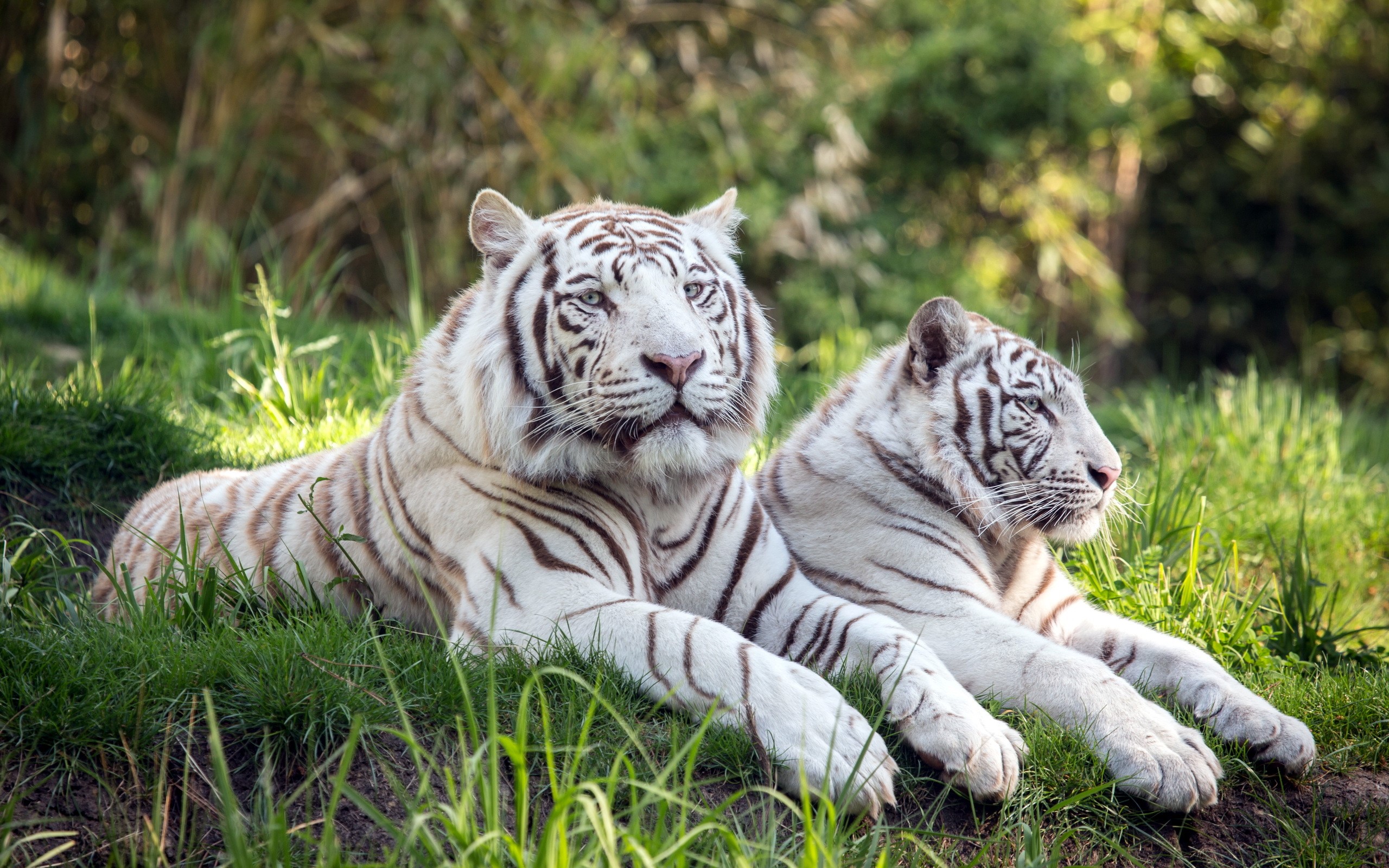 Two white tigers lying in grass HD Wallpaper