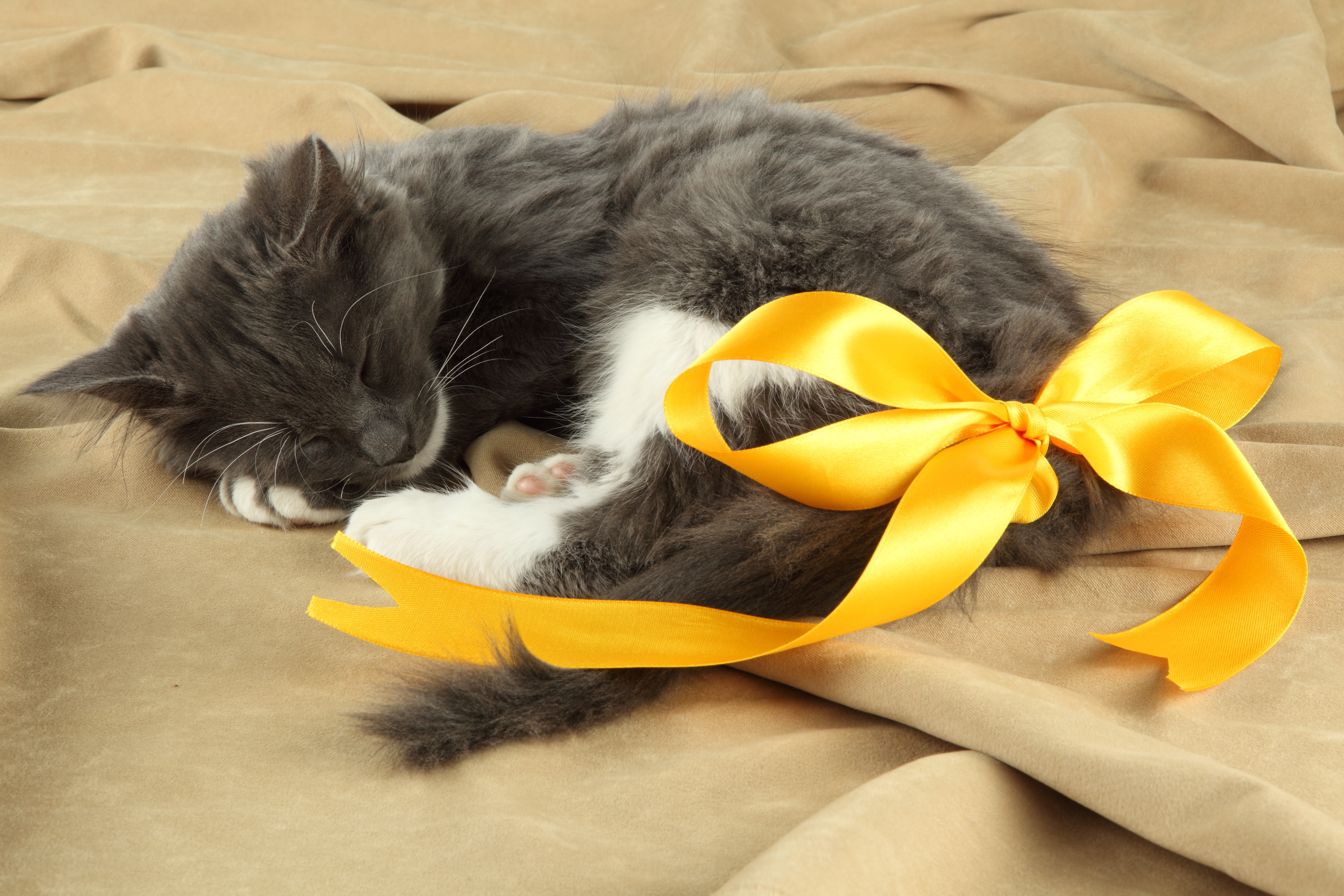Gray kitten sleeping with yellow bow HD Wallpaper