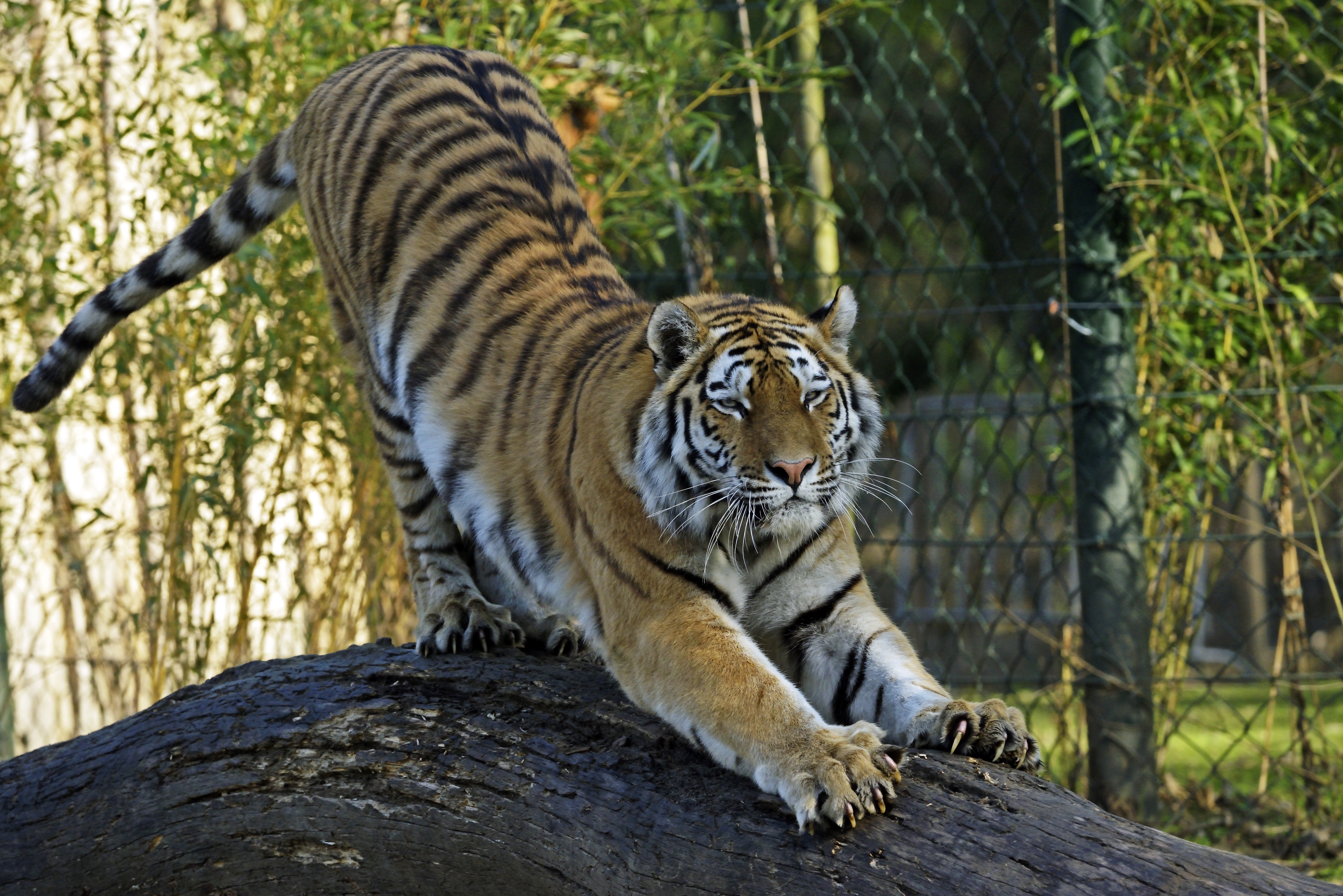Tiger stretching on a log HD Wallpaper