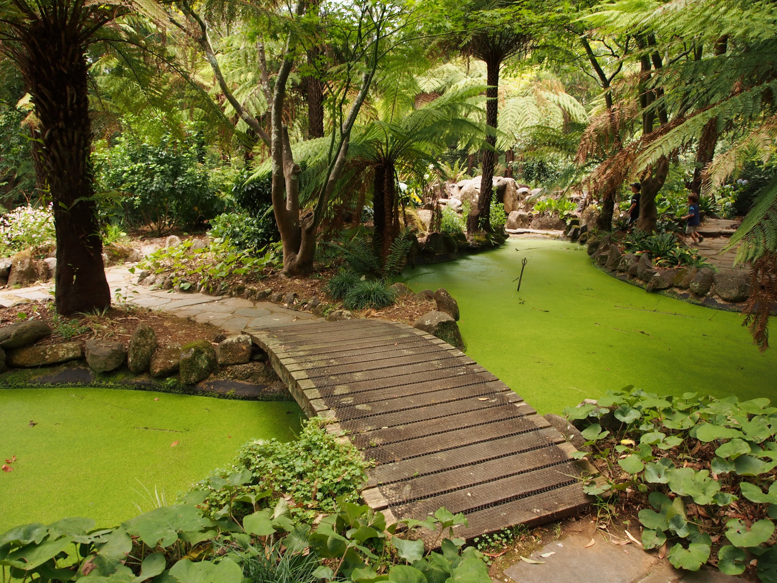 Wooden bridge over a pond in Alfred Nicholas Memorial Gardens HD Wallpaper