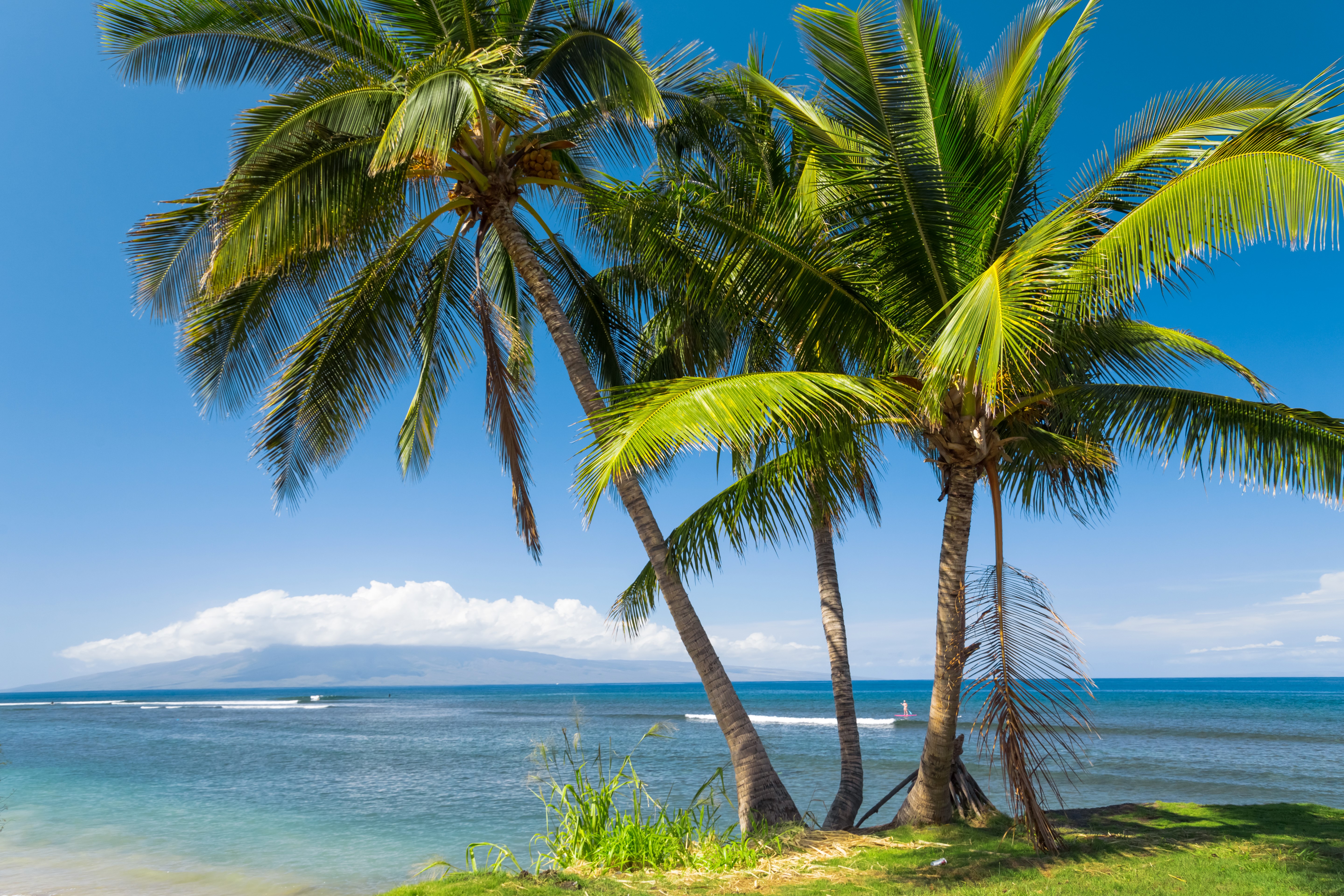 Palm Trees on a Hawaiian Beach with Ocean View HD Wallpaper