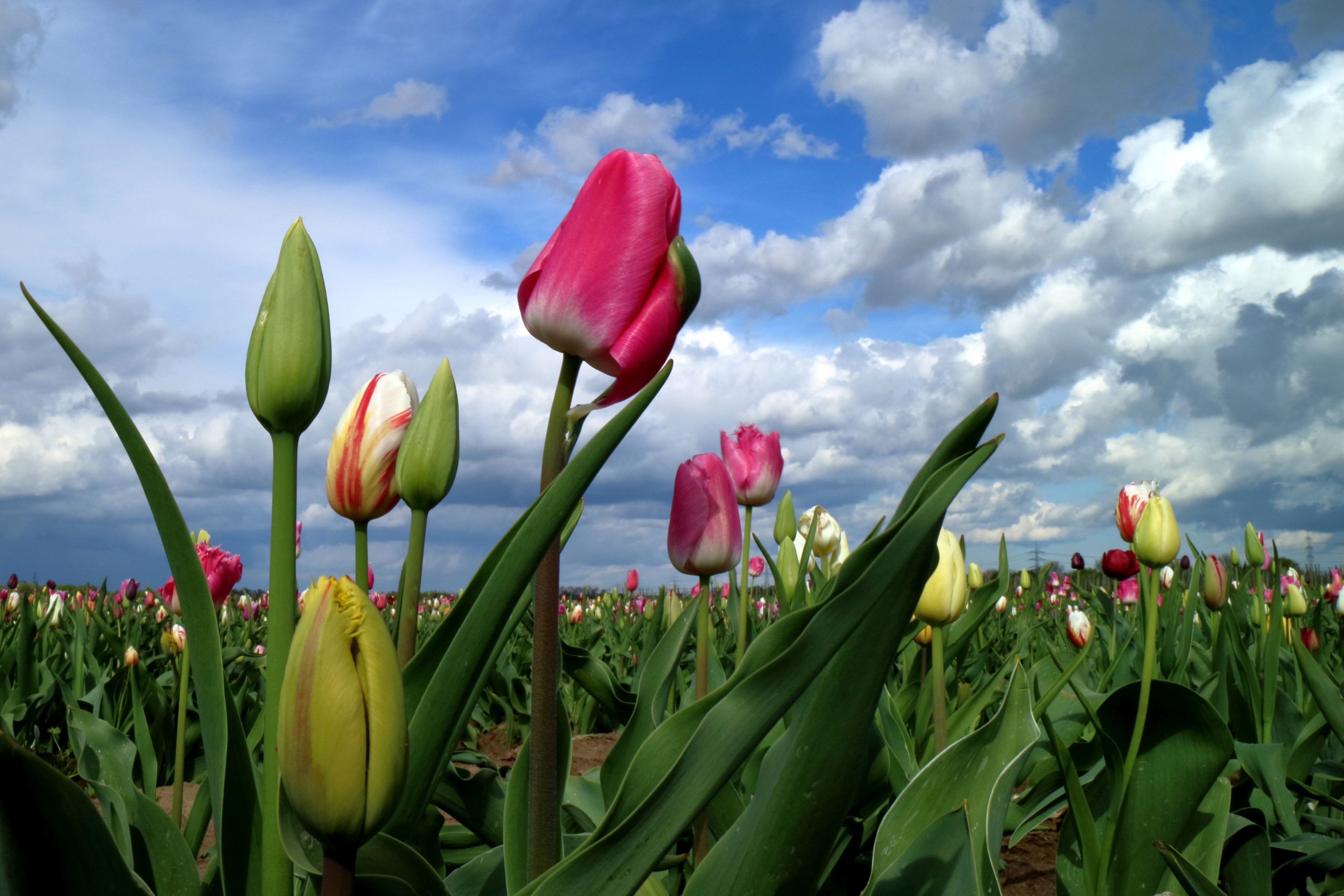 Field of Tulips Under a Cloudy Sky HD Wallpaper