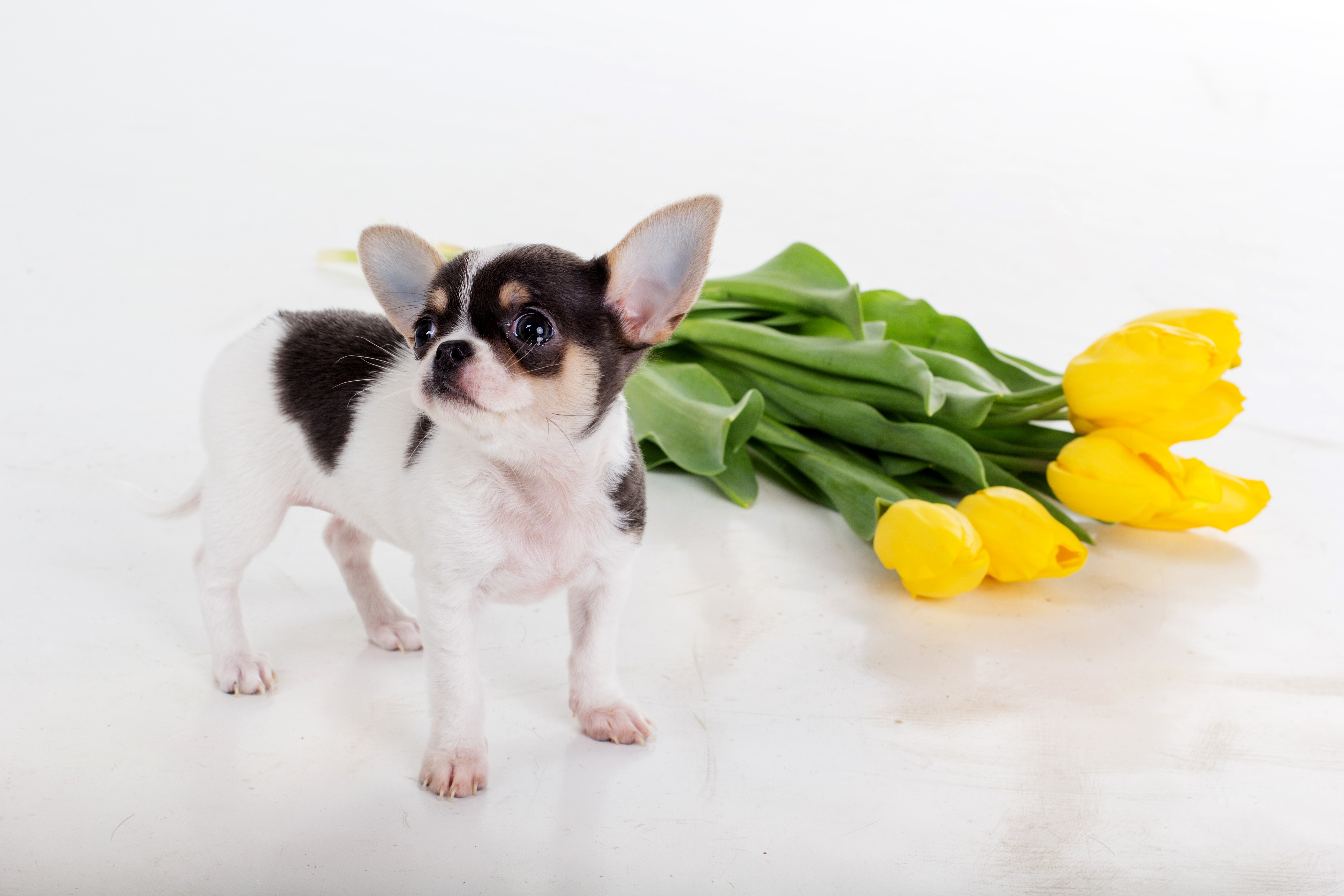 Chihuahua puppy with yellow tulips HD Wallpaper