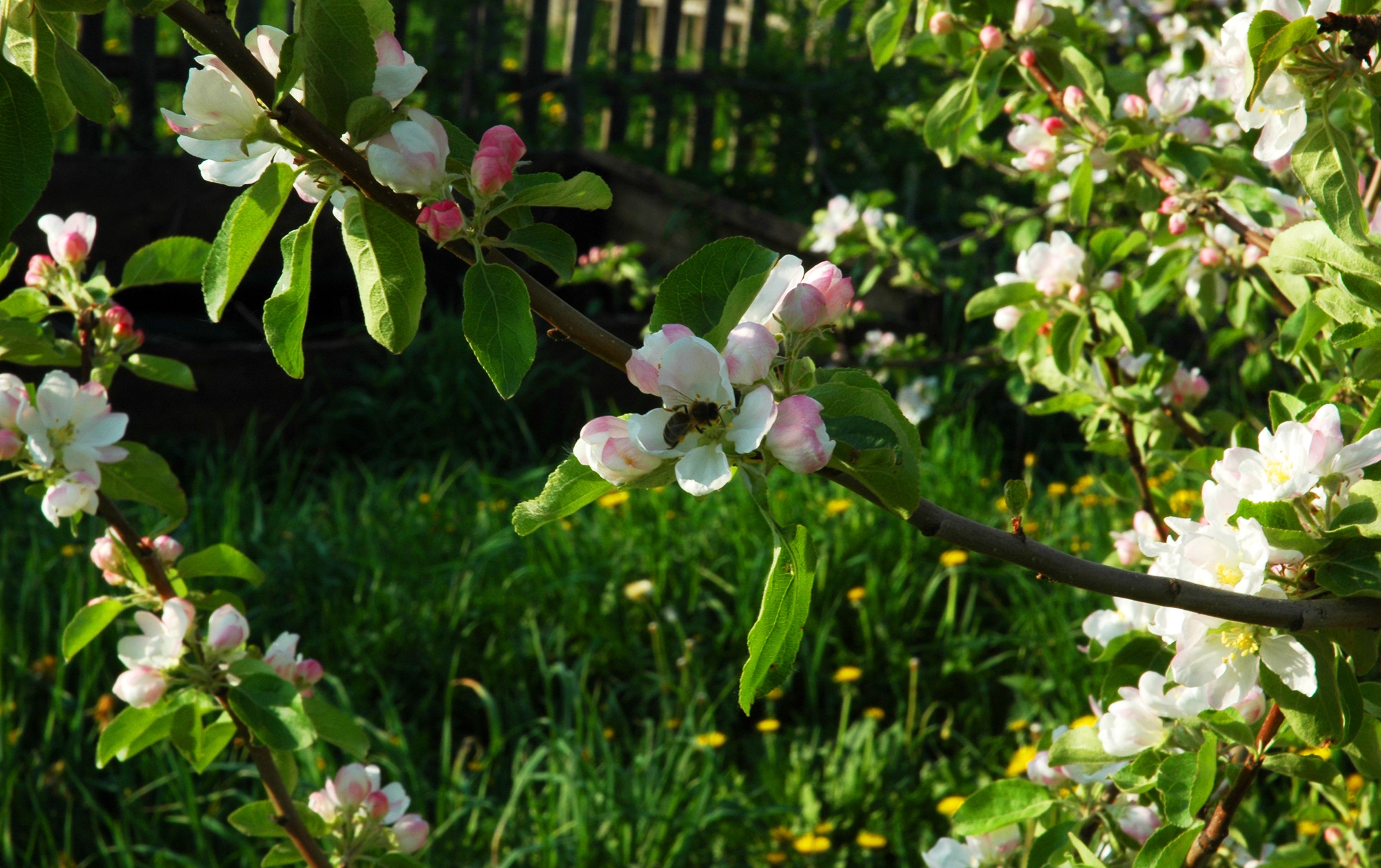 Apple tree branches with pink and white blossoms HD Wallpaper