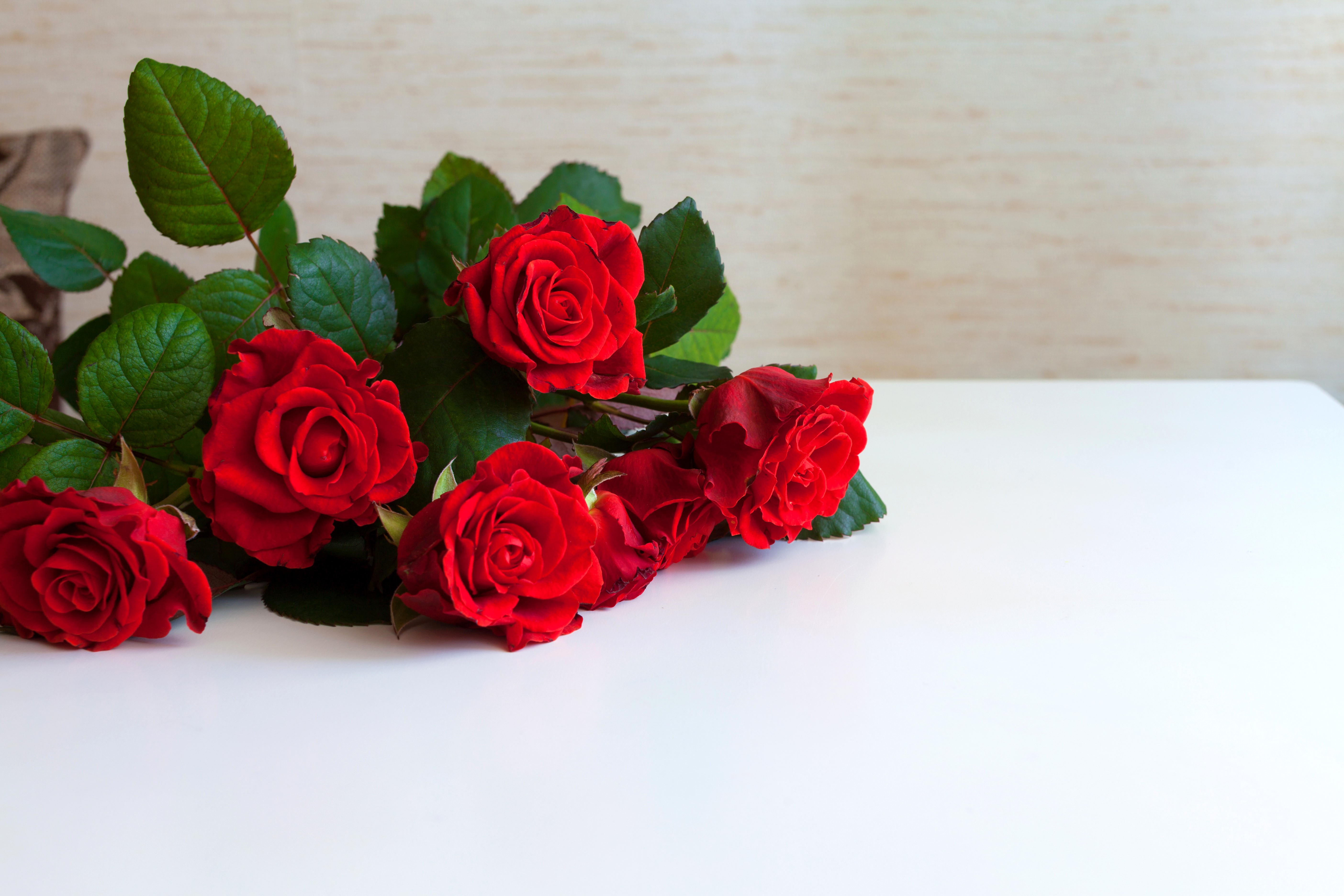 Red Roses on a White Table HD Wallpaper