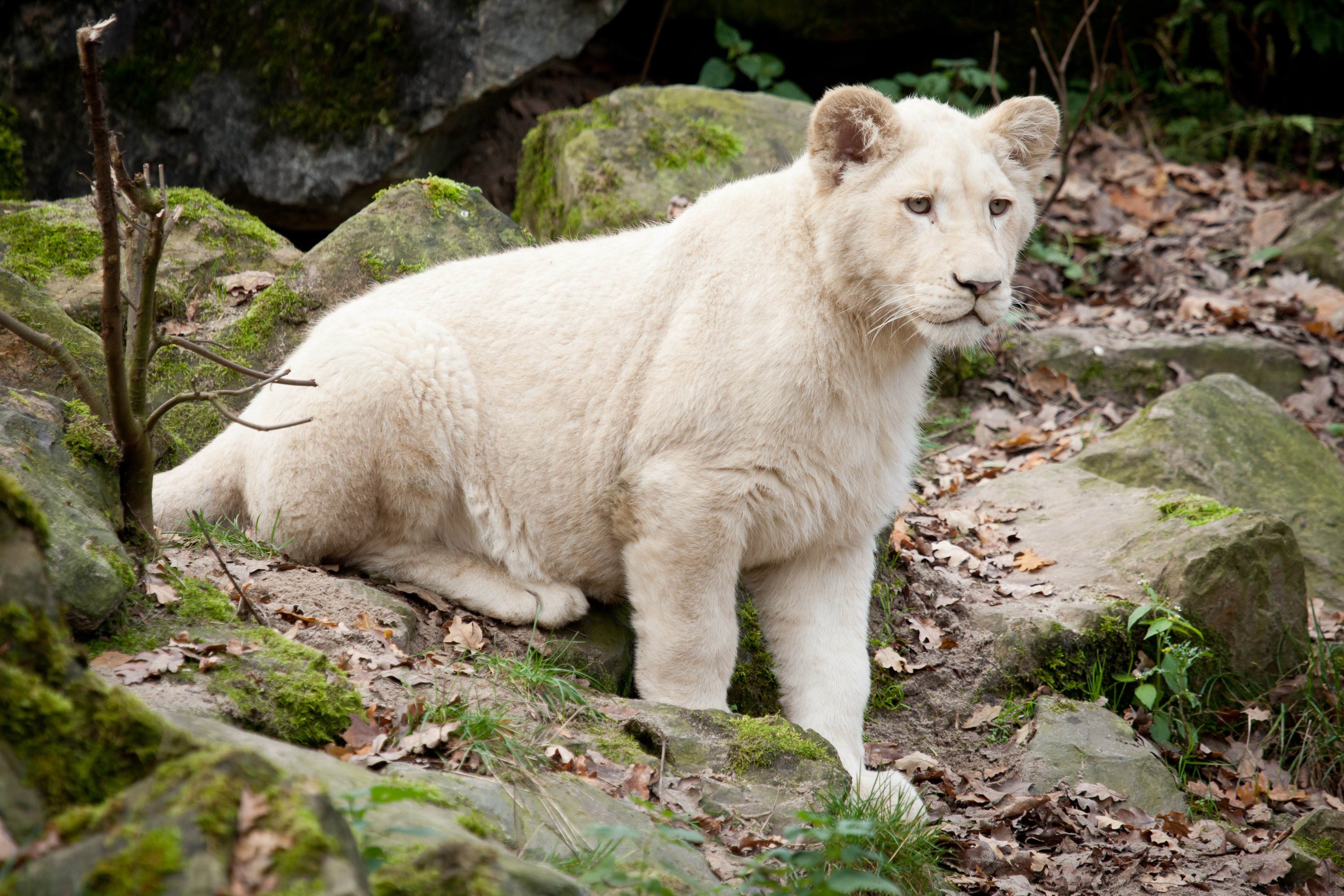 White Lion Cub in Rocky Habitat HD Wallpaper