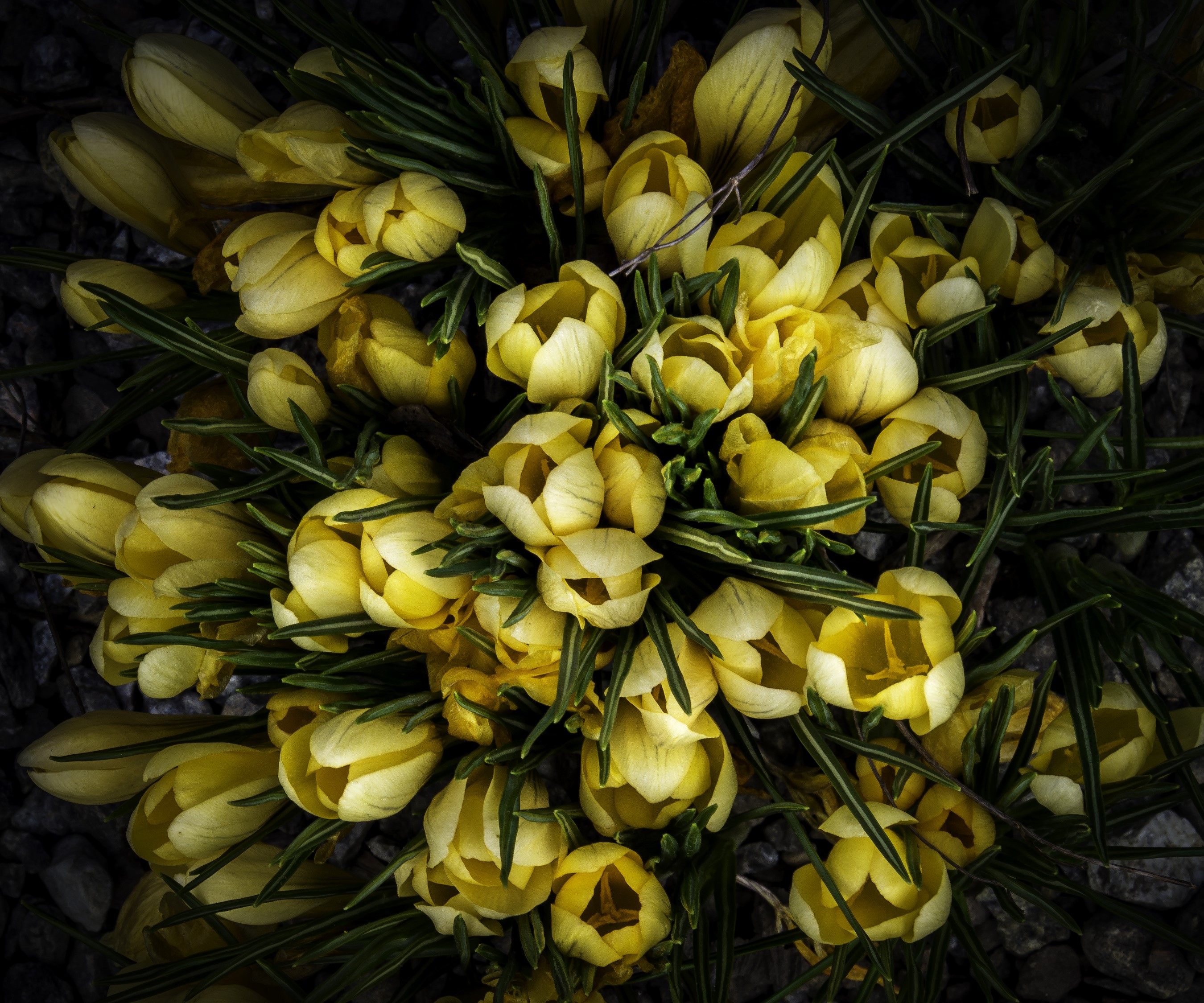 A cluster of yellow crocuses in bloom HD Wallpaper