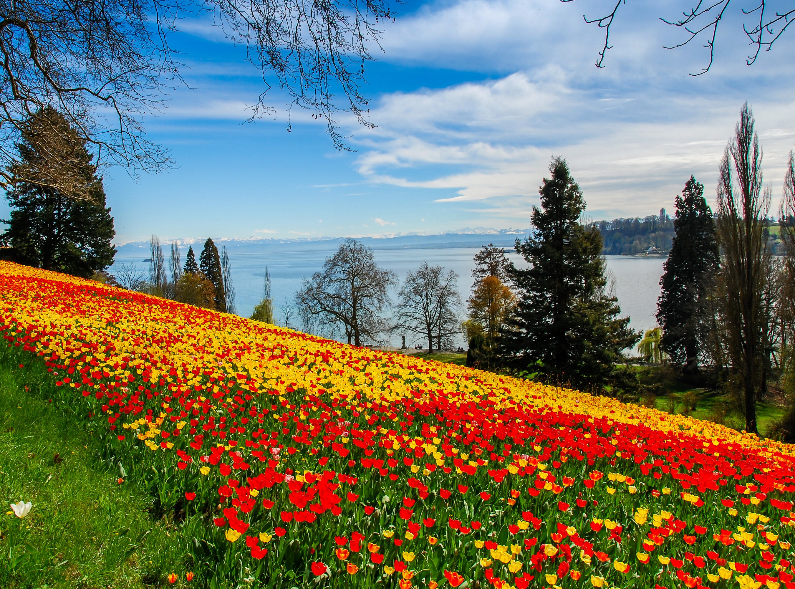 Field of Red and Yellow Tulips by a Lake HD Wallpaper
