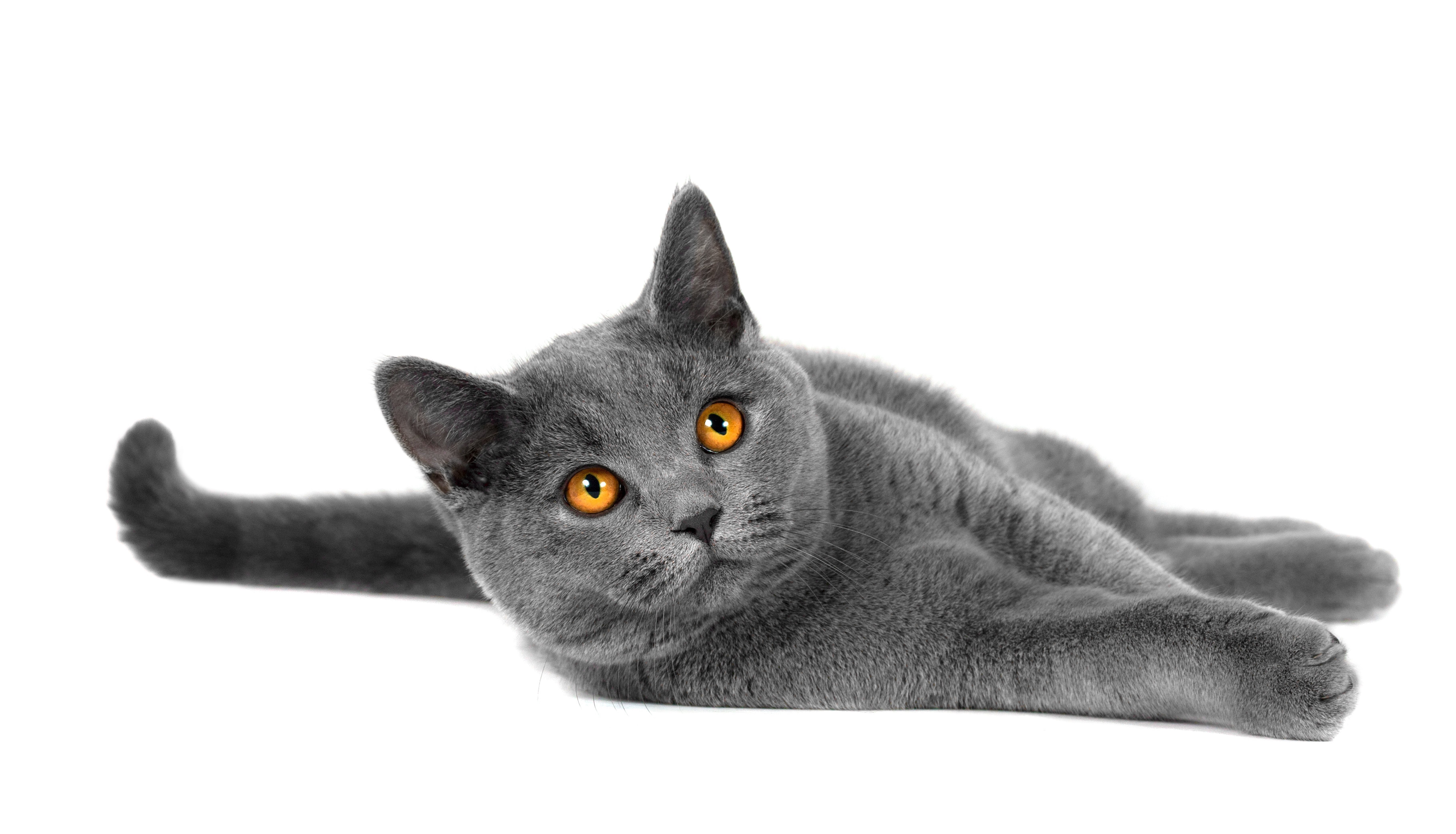 British Shorthair cat with orange eyes HD Wallpaper