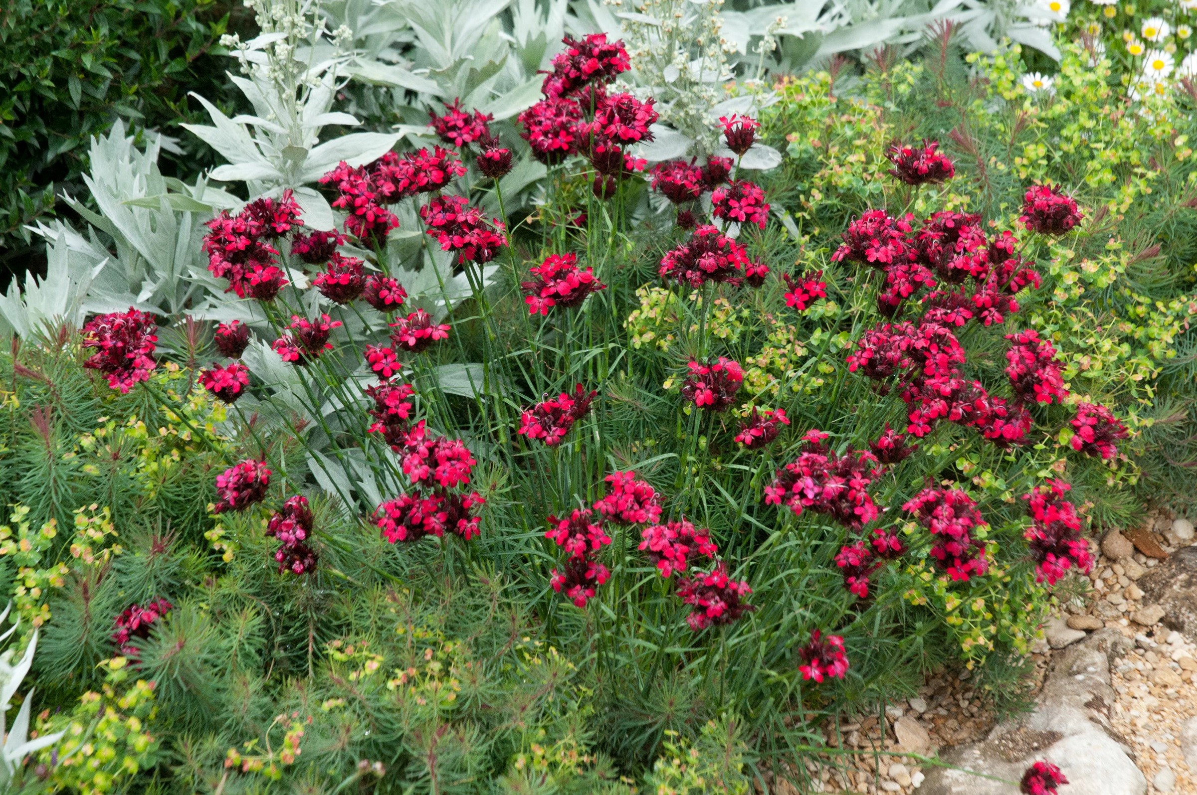 Deep red carnations in a garden setting HD Wallpaper