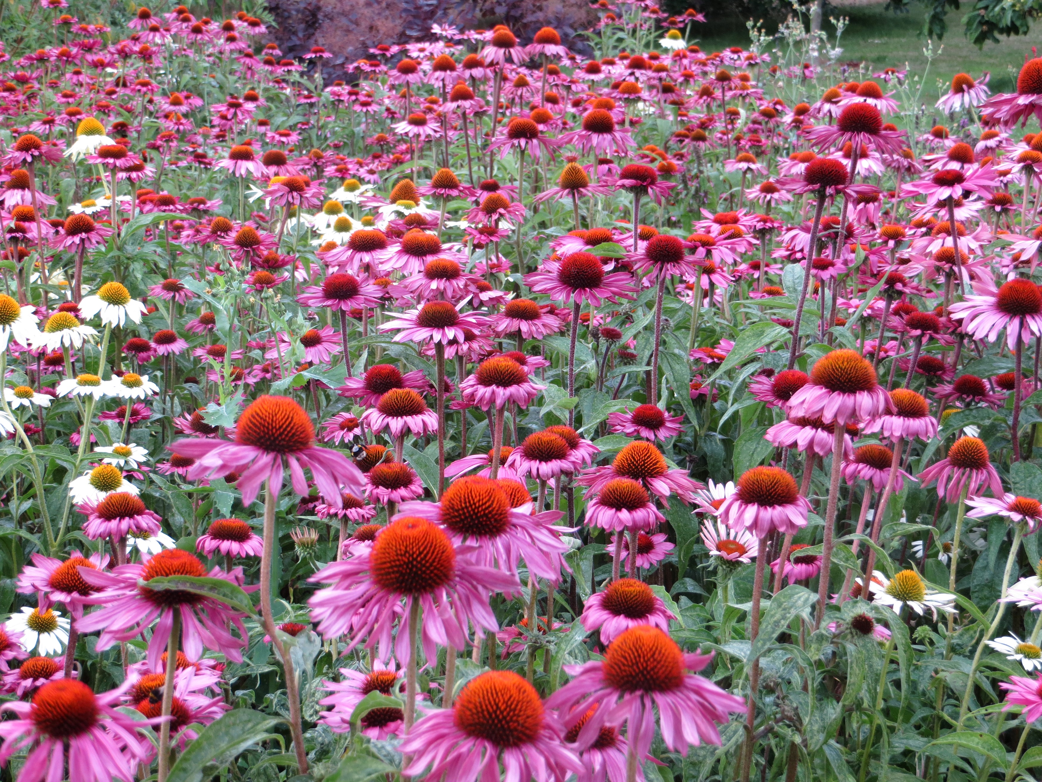Field of Pink Echinacea Purpurea Flowers HD Wallpaper