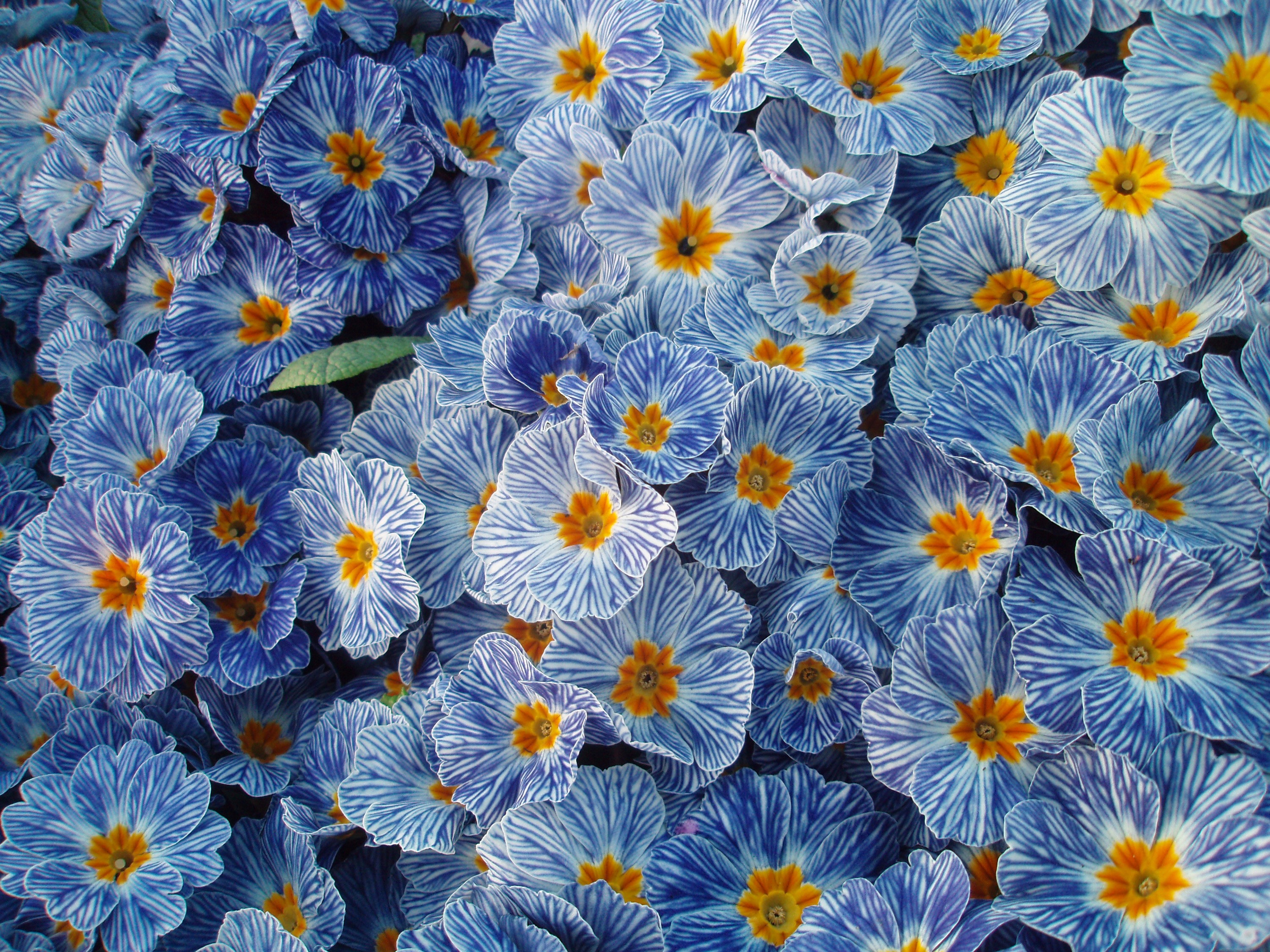 Many blue and white striped primula flowers with orange centers HD Wallpaper