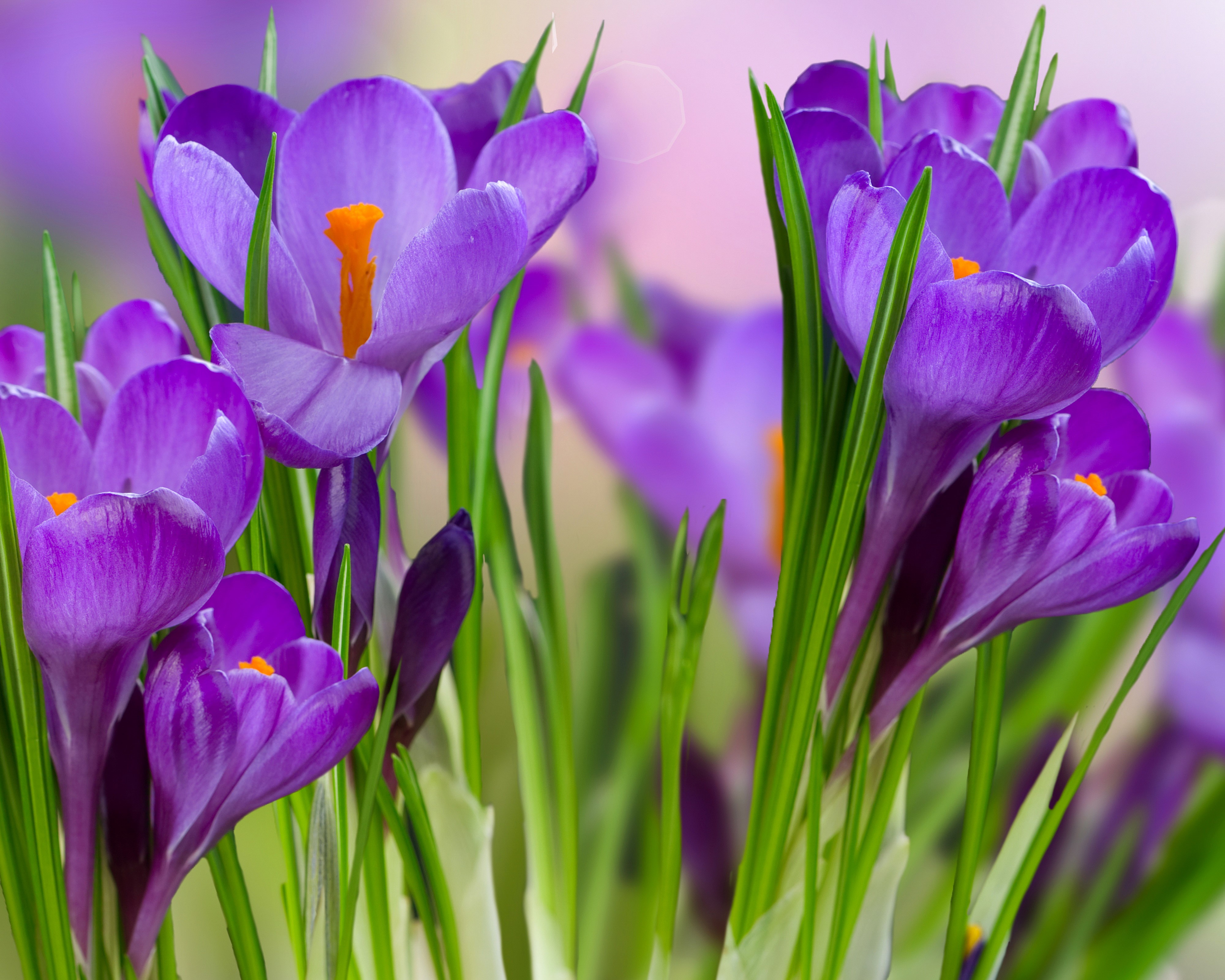 4K Crocuses Closeup HD Wallpaper