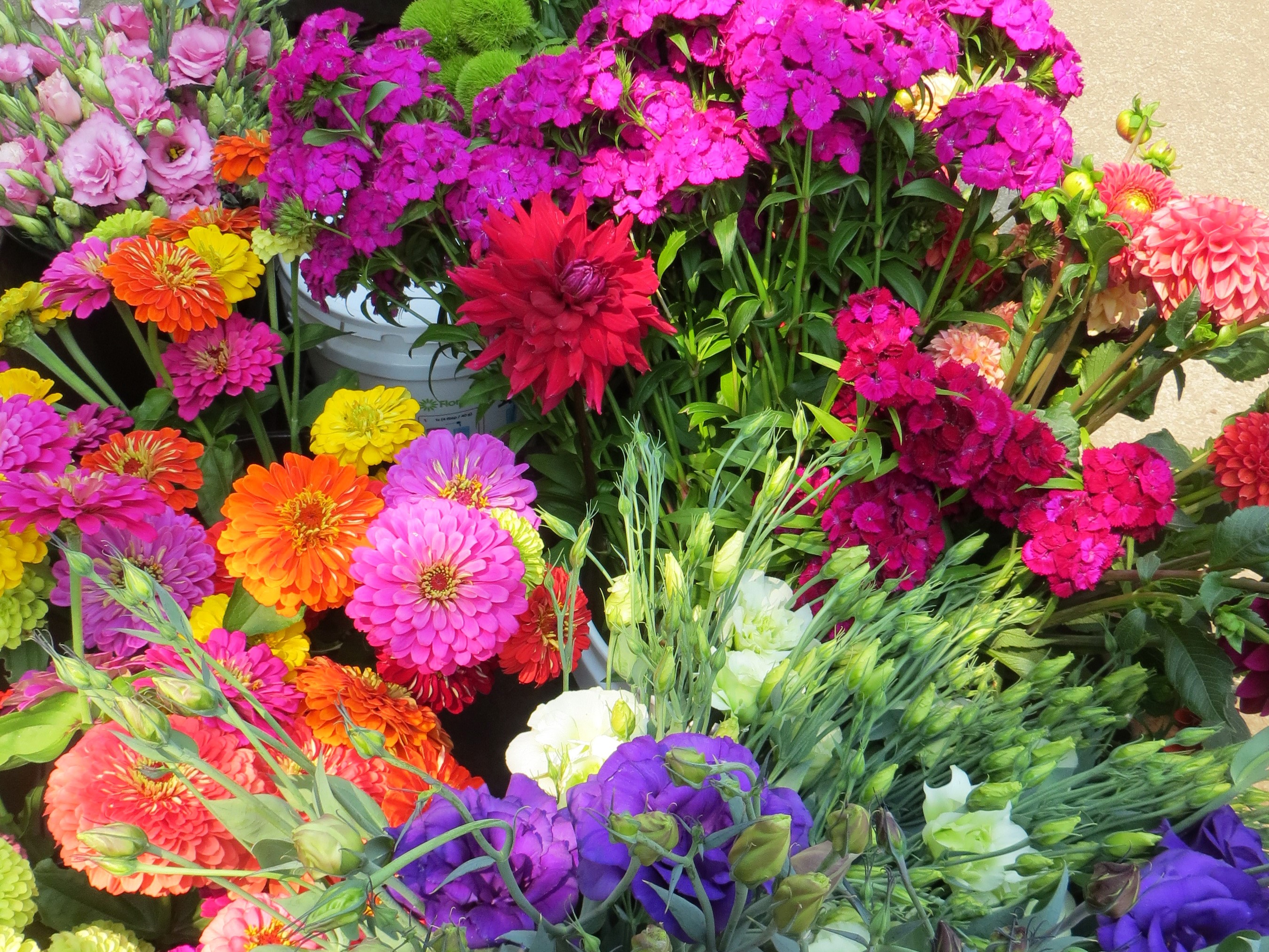 Vibrant Mixed Garden Flowers in Full Bloom HD Wallpaper