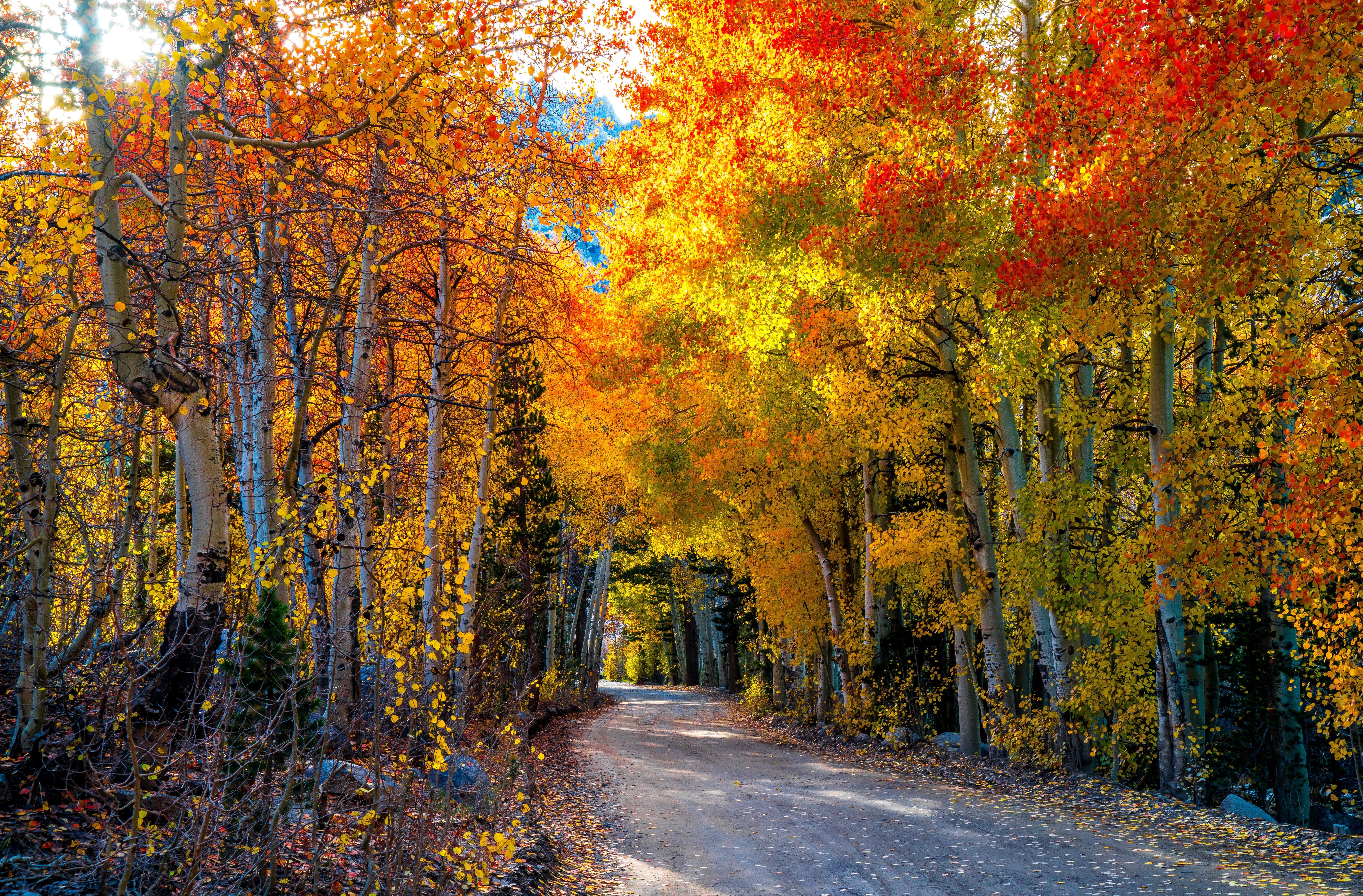 Road through an autumn forest with colorful trees HD Wallpaper