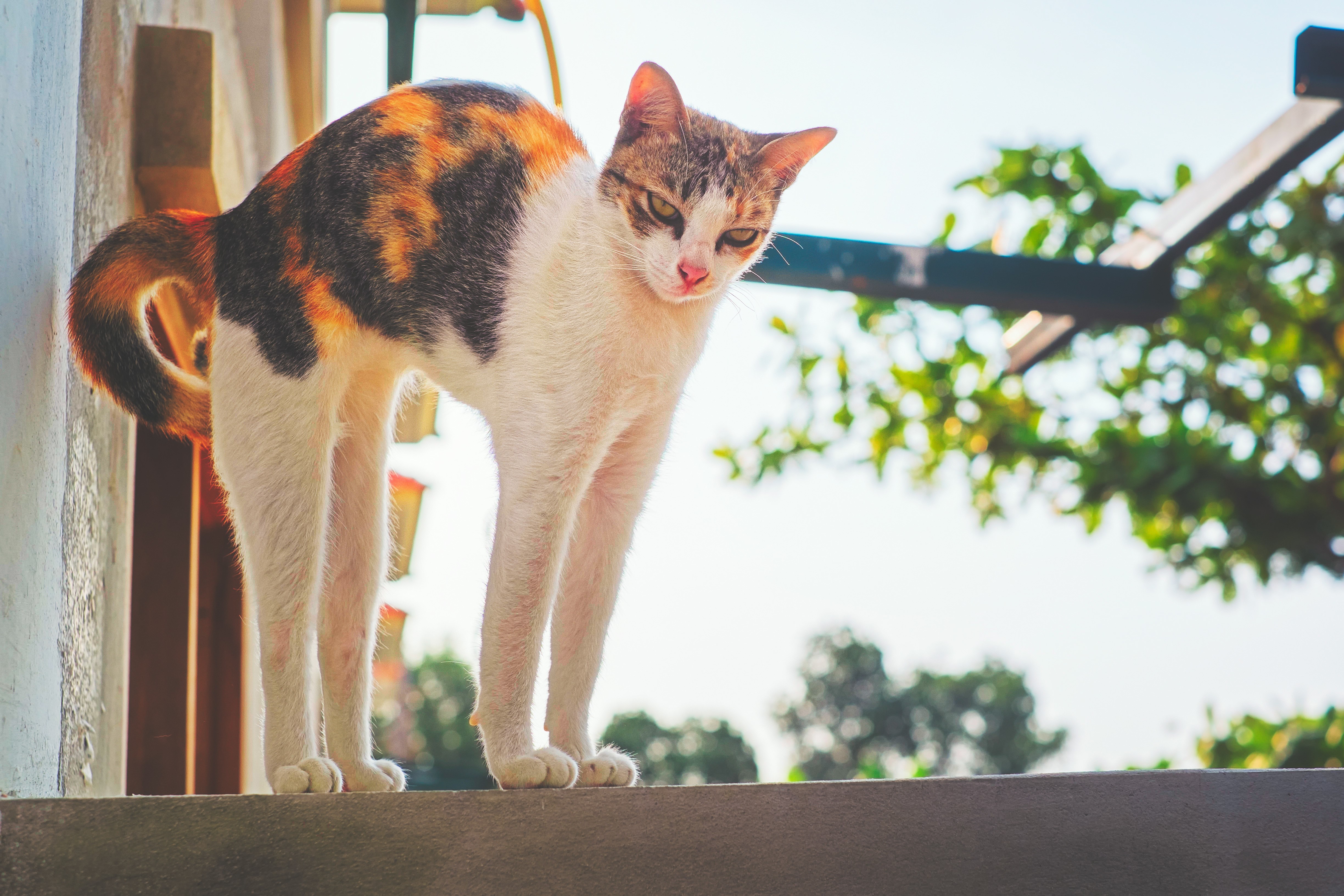 Calico Cat Standing on Ledge HD Wallpaper