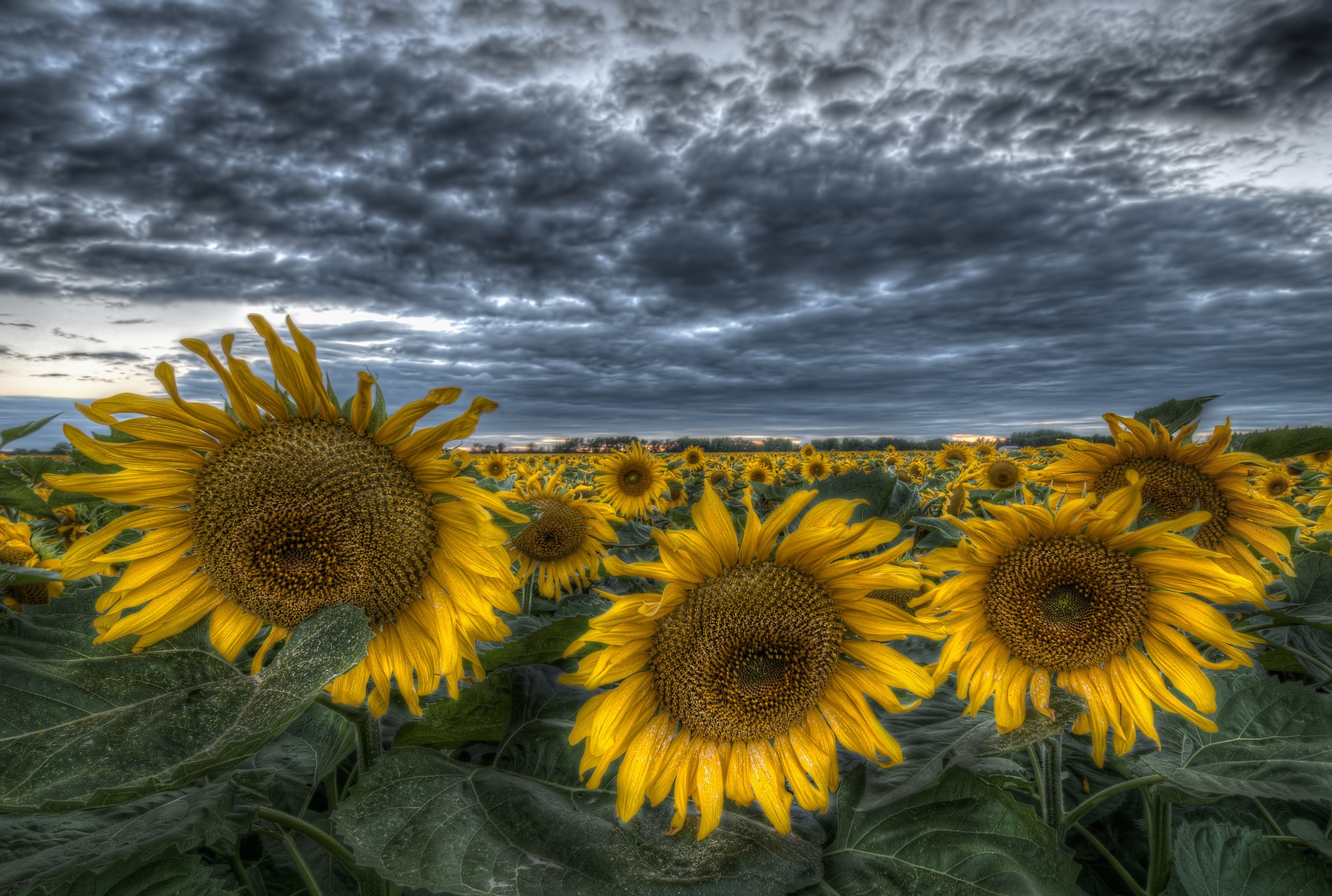 Field of Sunflowers under a stormy sky HD Wallpaper