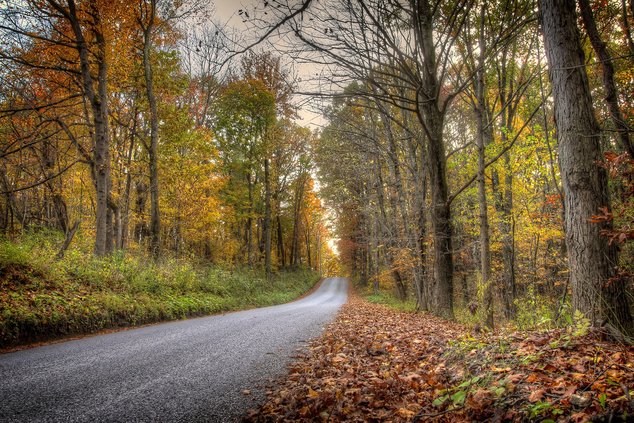 Road through an autumn forest with fallen leaves HD Wallpaper