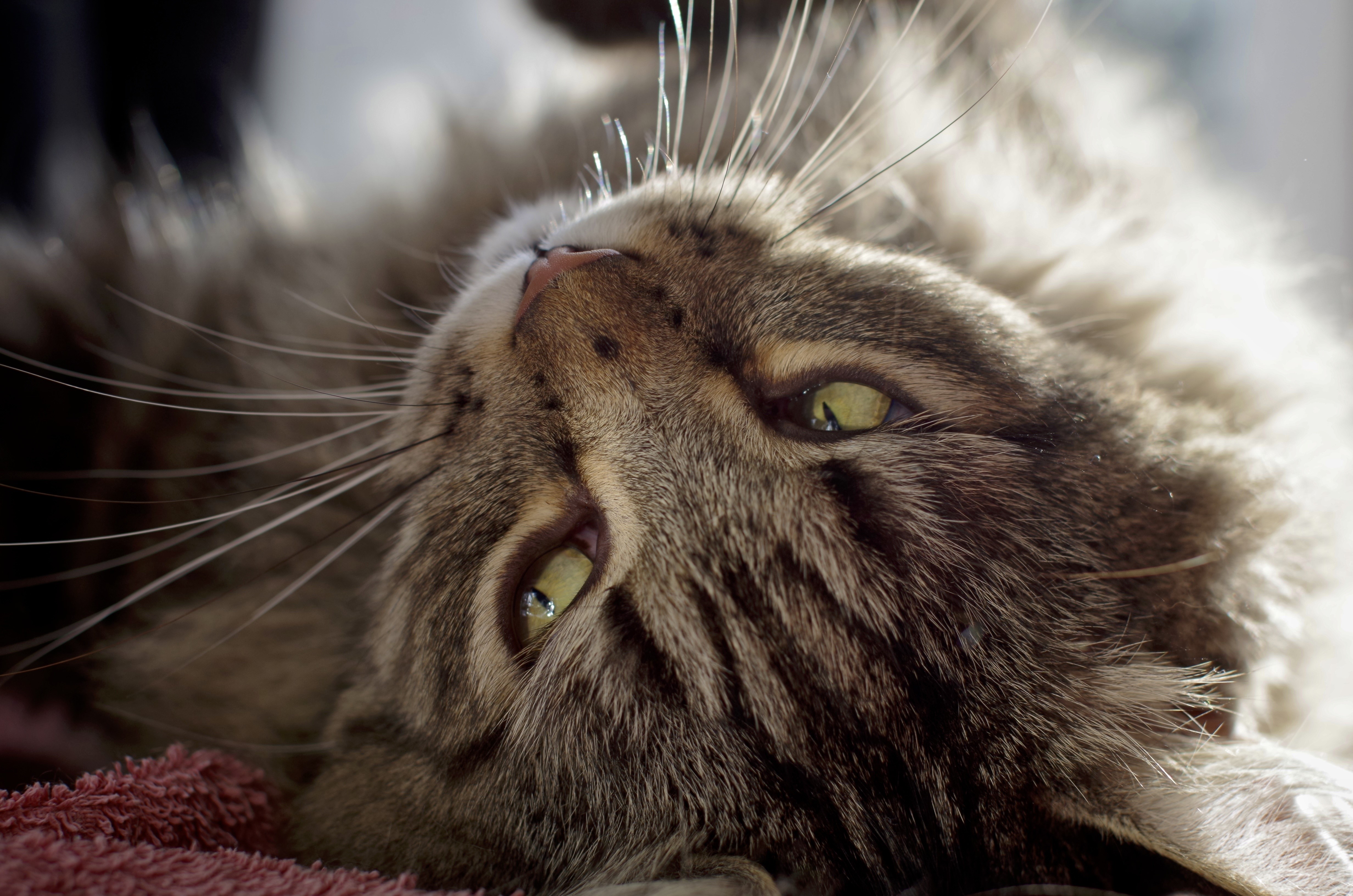 Close-up of a tabby cat's face HD Wallpaper