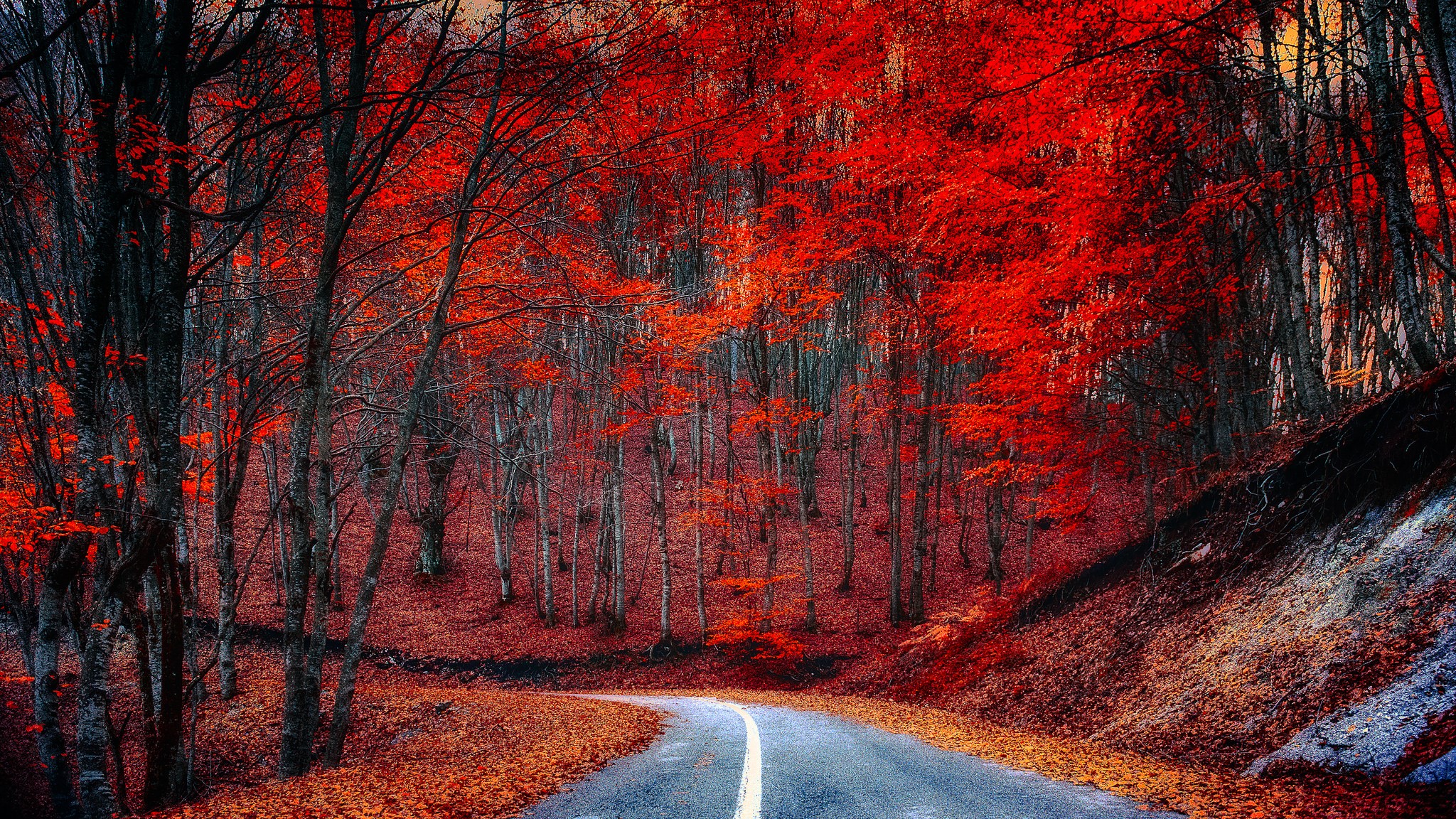 Road through an autumn forest with red trees HD Wallpaper