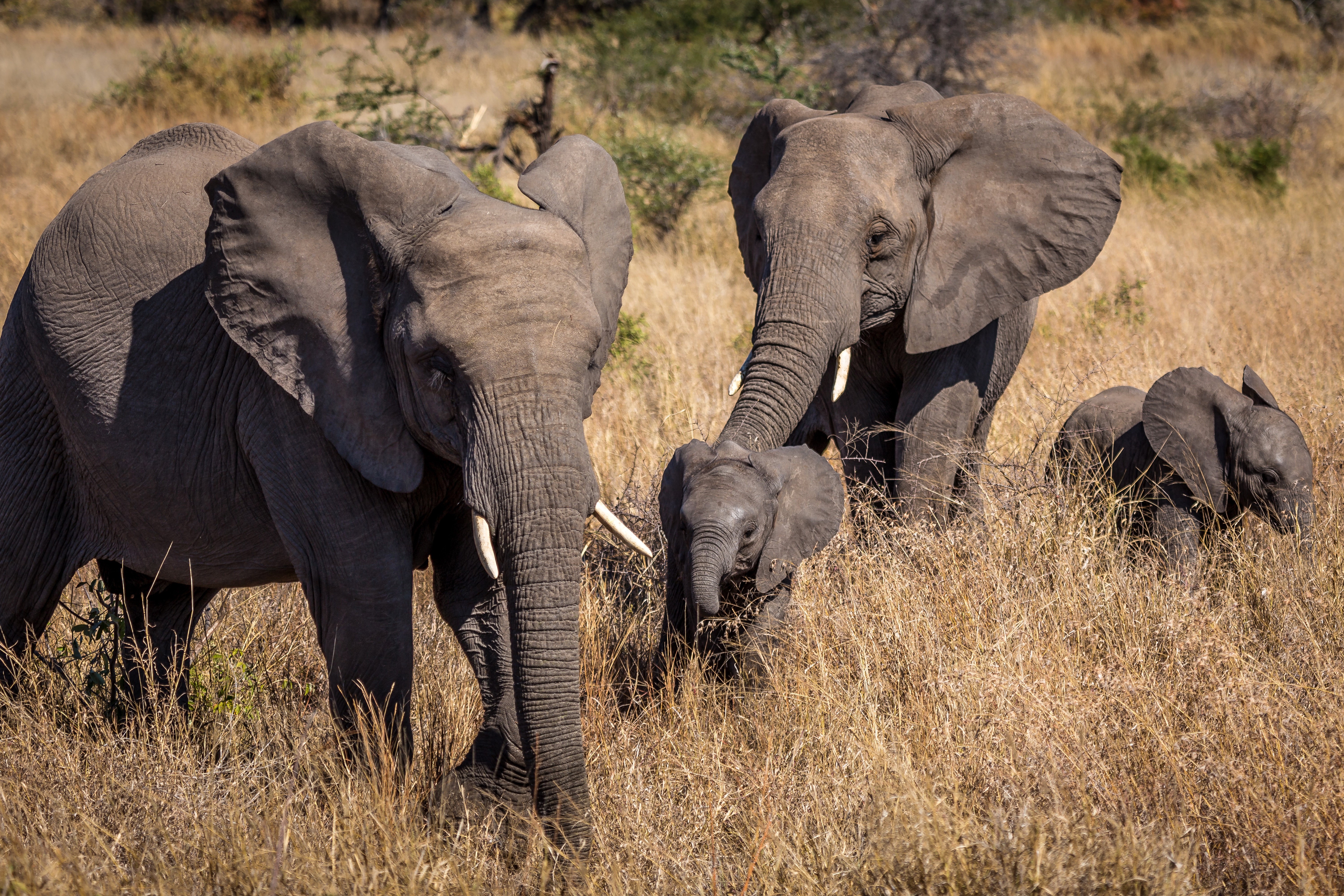 Elephants and cubs in tall grass HD Wallpaper