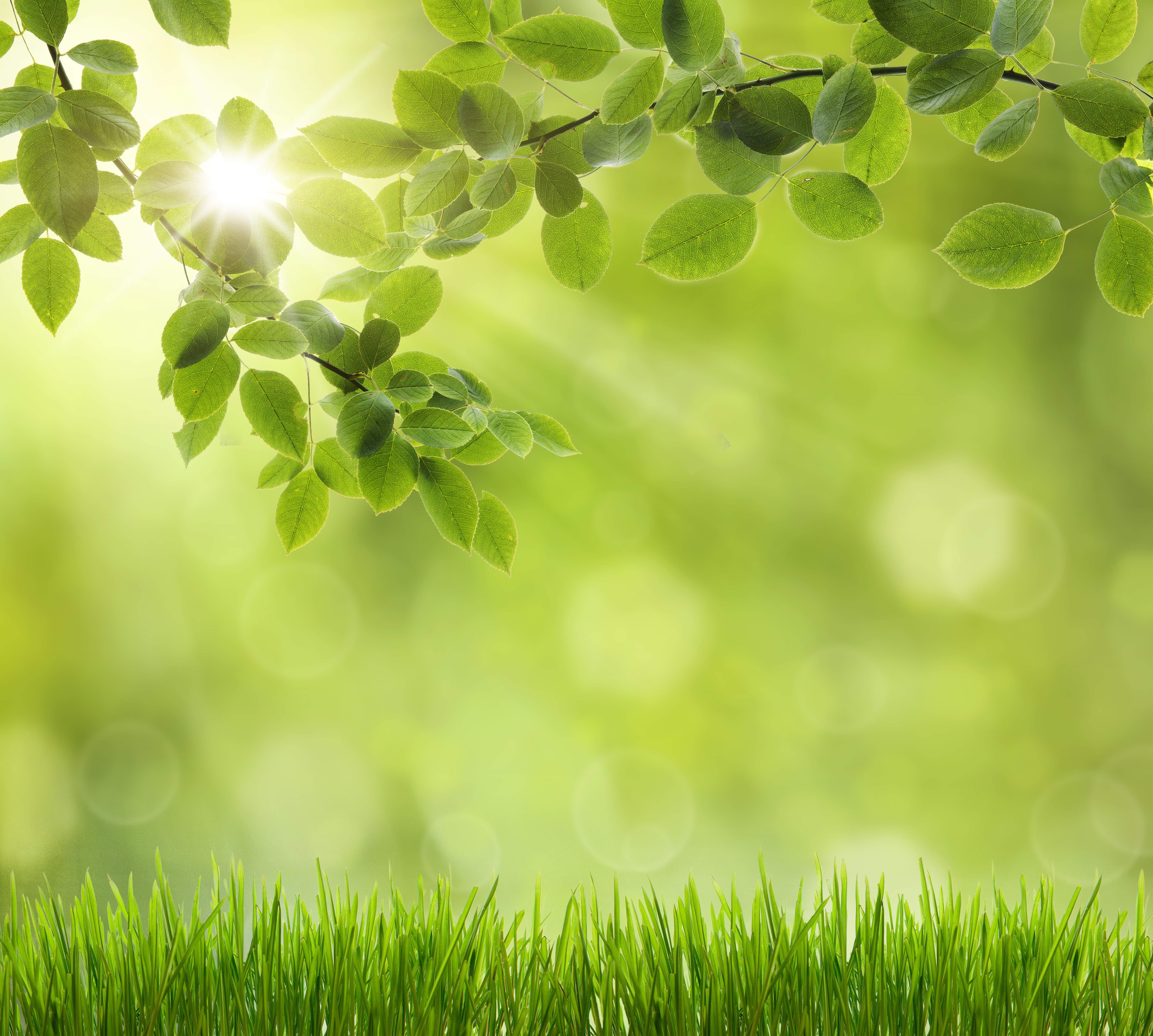 Green Leaves and Grass with Sunlight HD Wallpaper