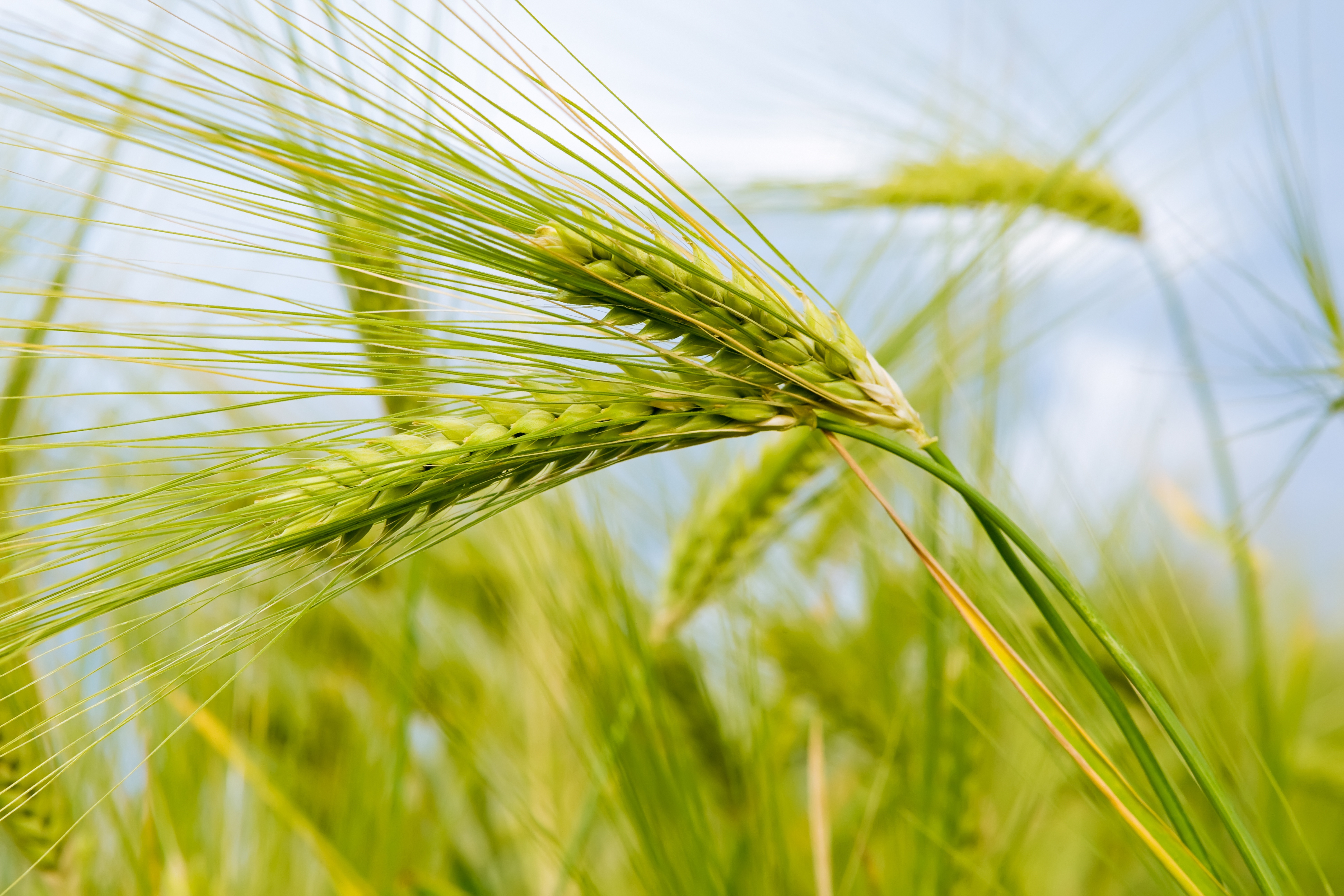 Closeup of green wheat ears HD Wallpaper