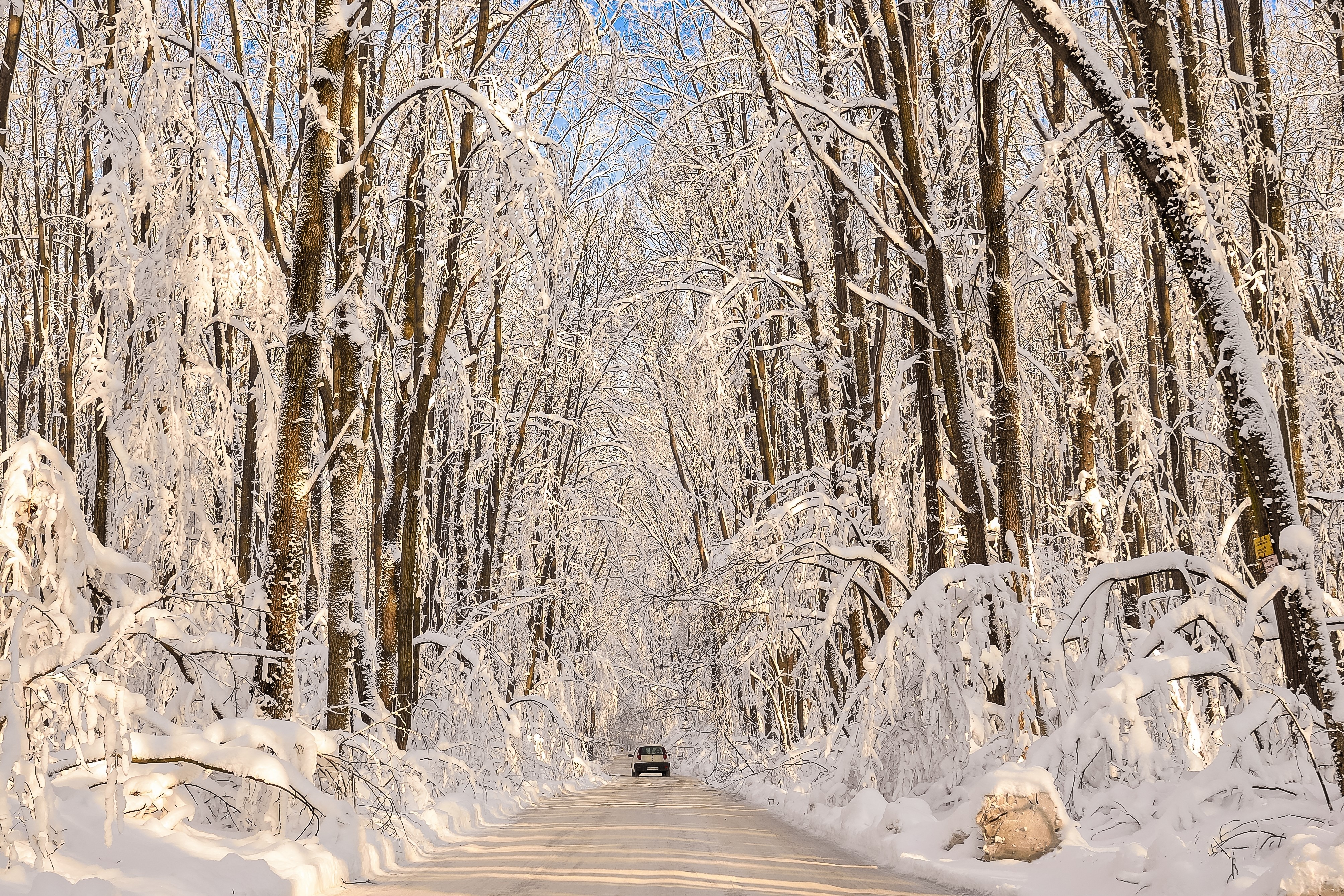 Car driving on a snowy road through a forest HD Wallpaper