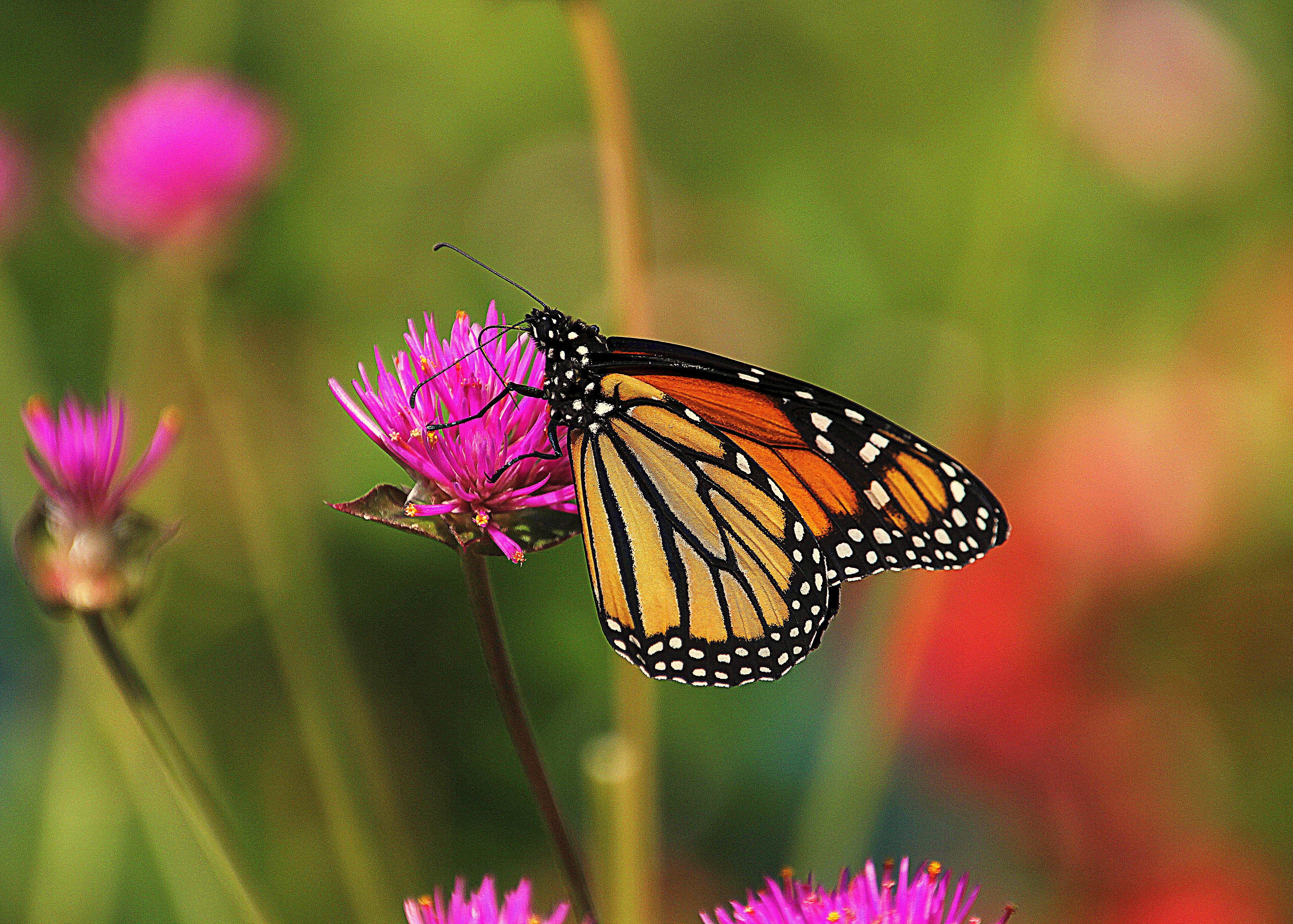 Monarch butterfly on a pink flower HD Wallpaper