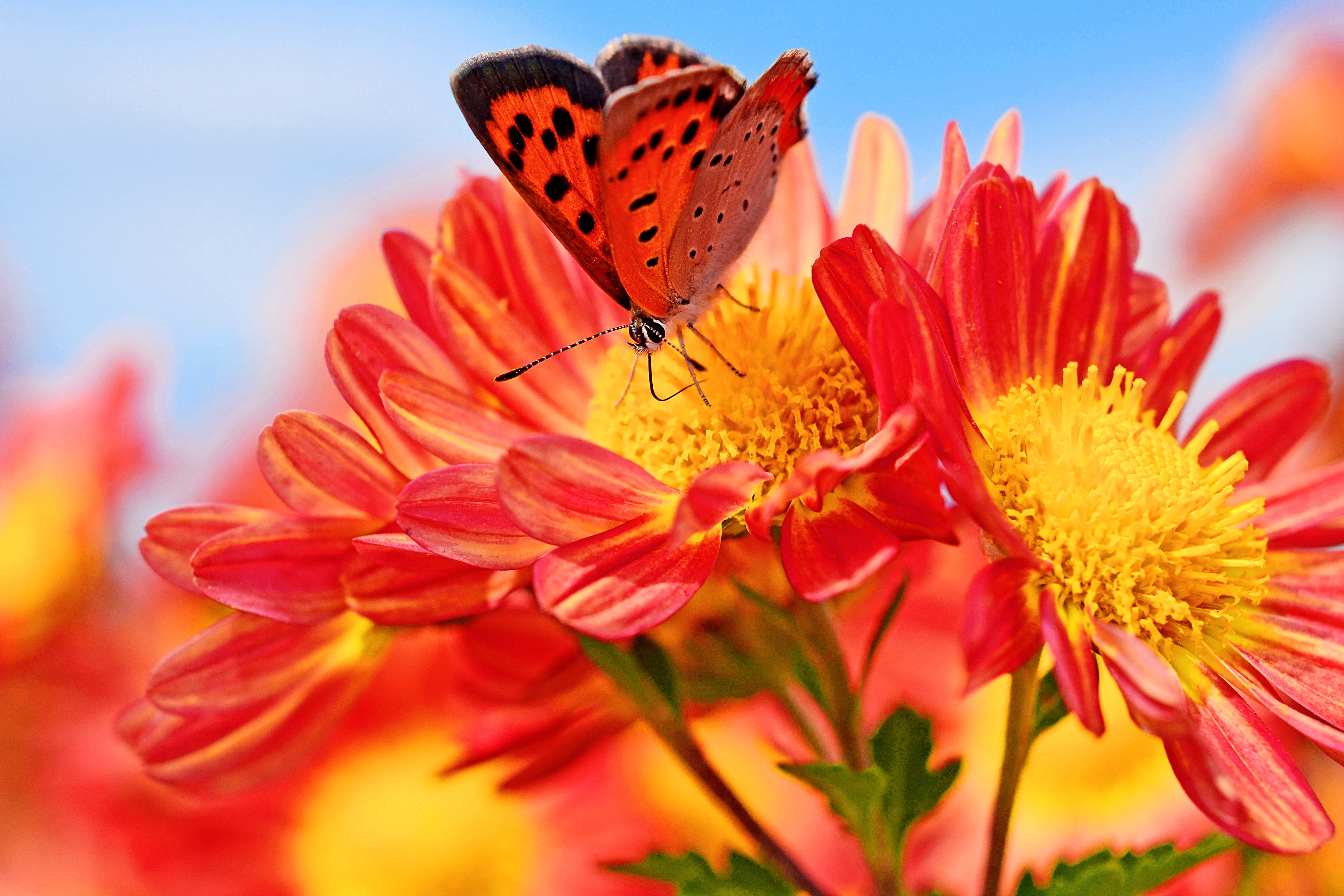 Orange butterfly on red and yellow flowers HD Wallpaper