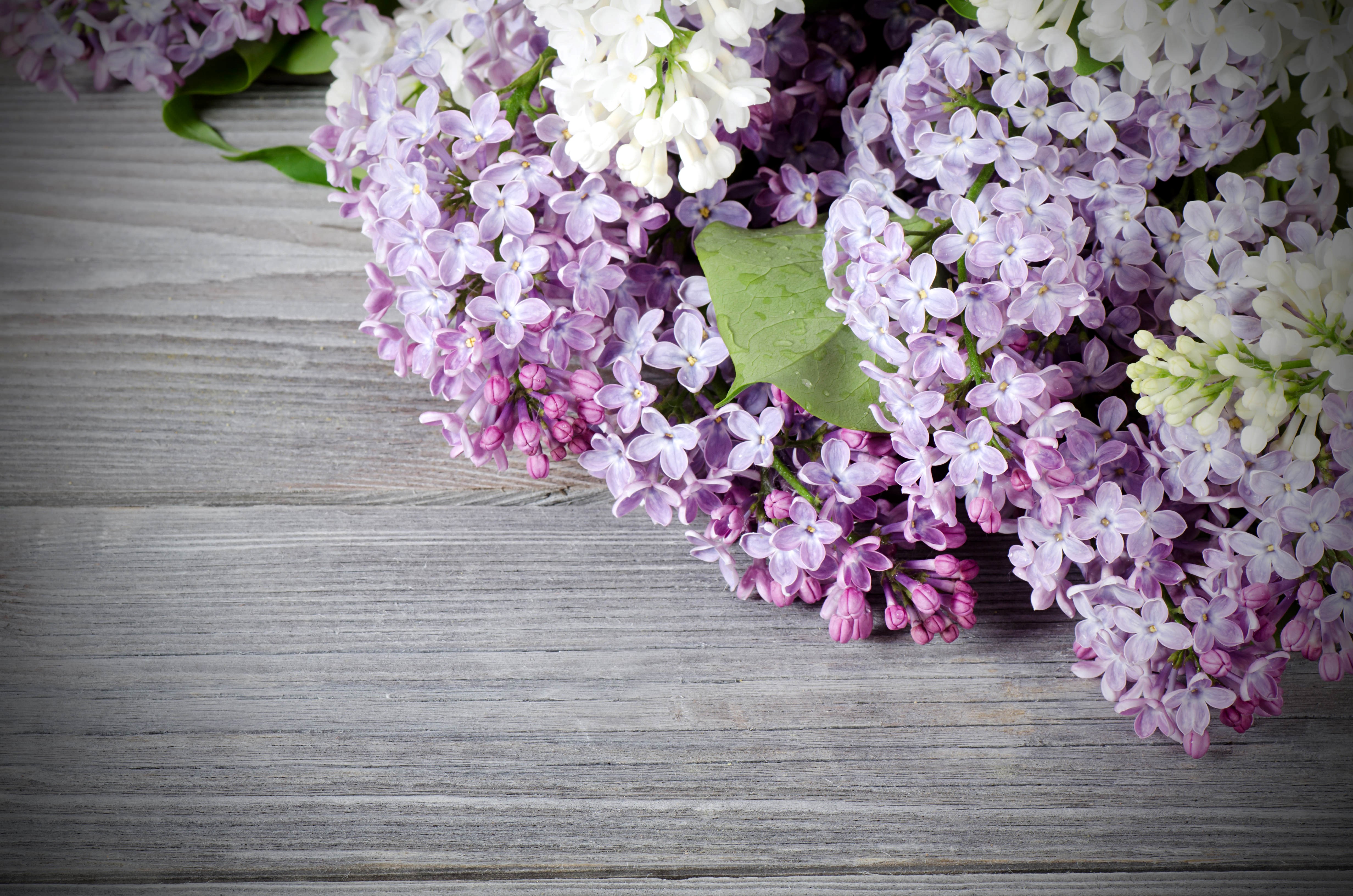 Lilac flowers on a wooden background HD Wallpaper