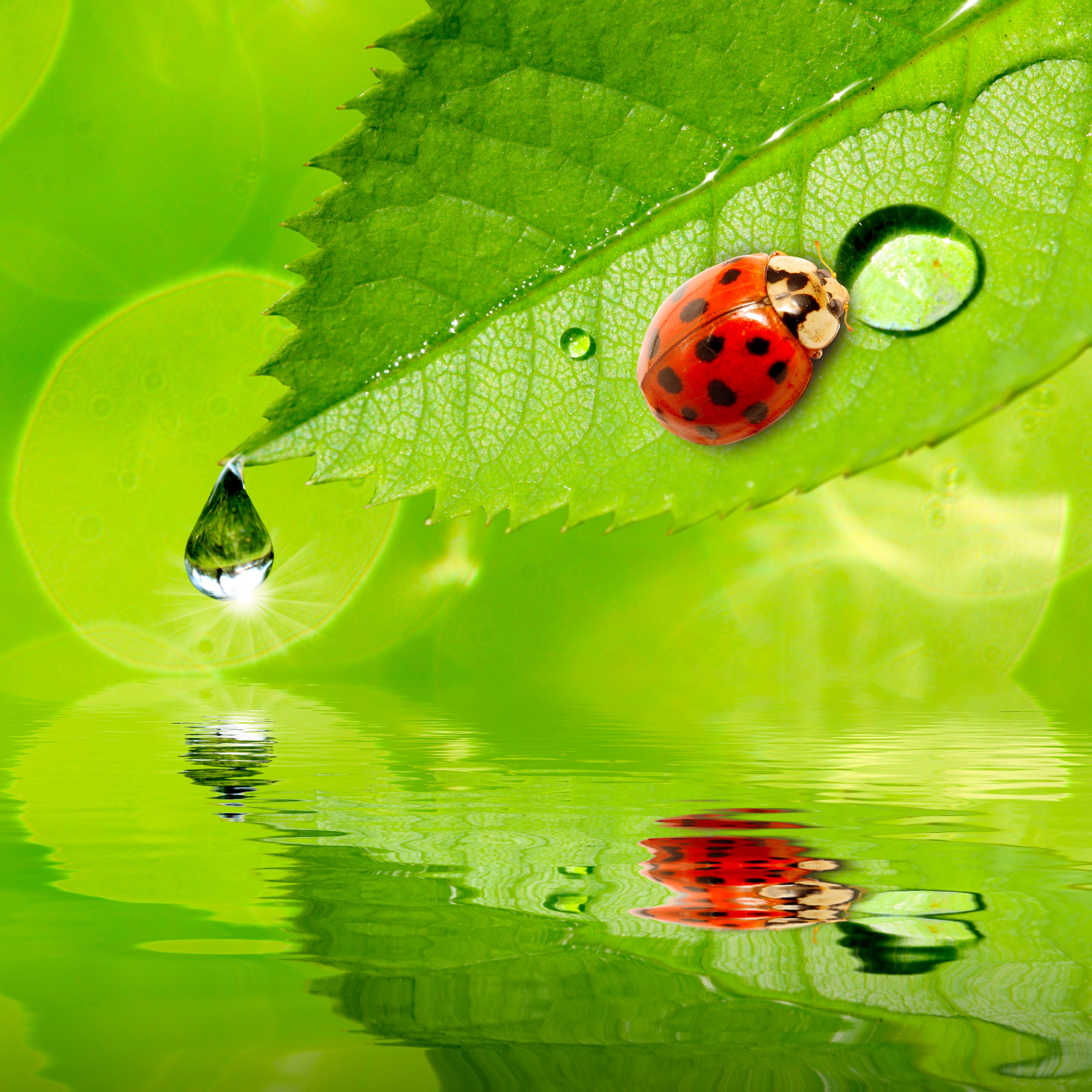 Ladybug on a leaf with water drops HD Wallpaper