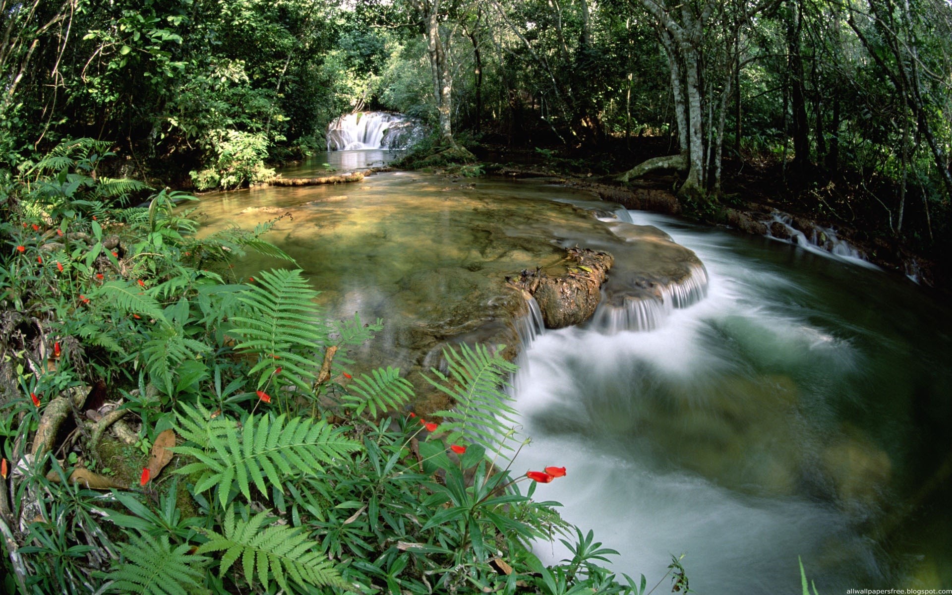 Waterfall in a lush green forest with ferns HD Wallpaper
