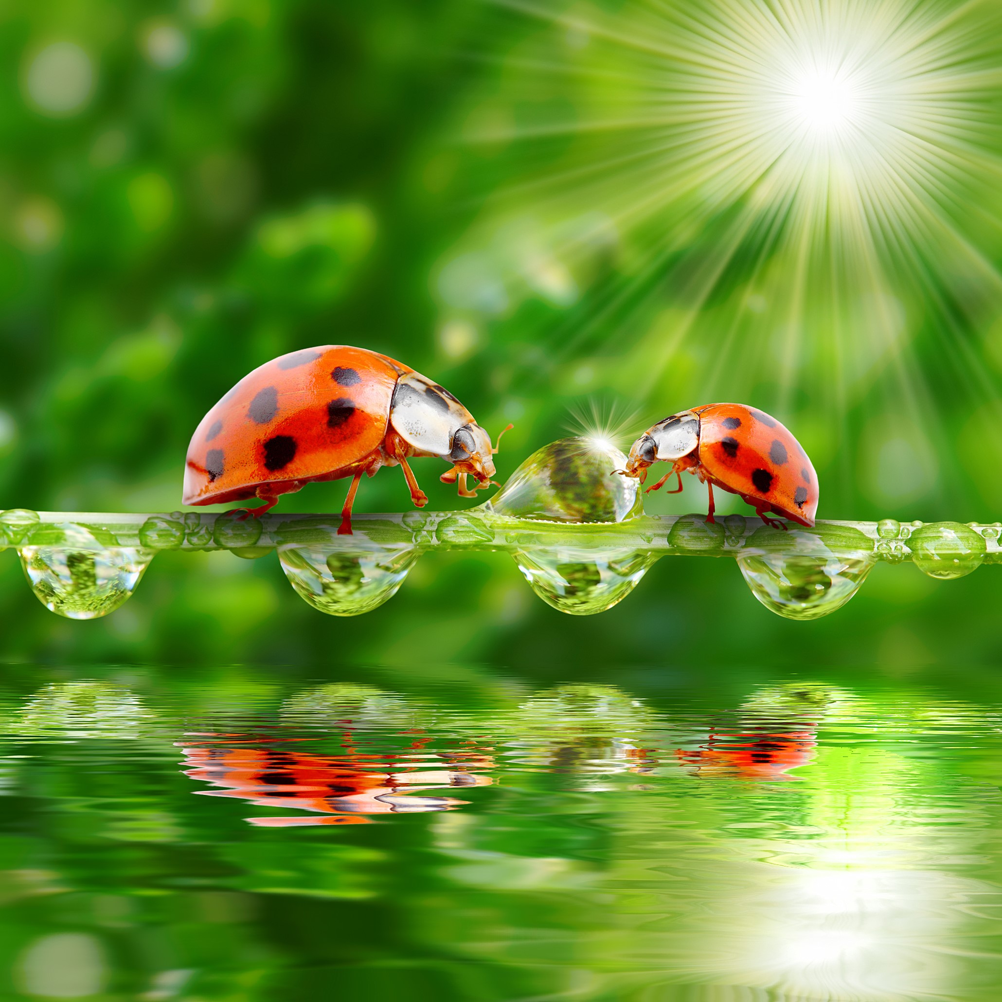 Two ladybugs on a wet blade of grass with sun rays HD Wallpaper