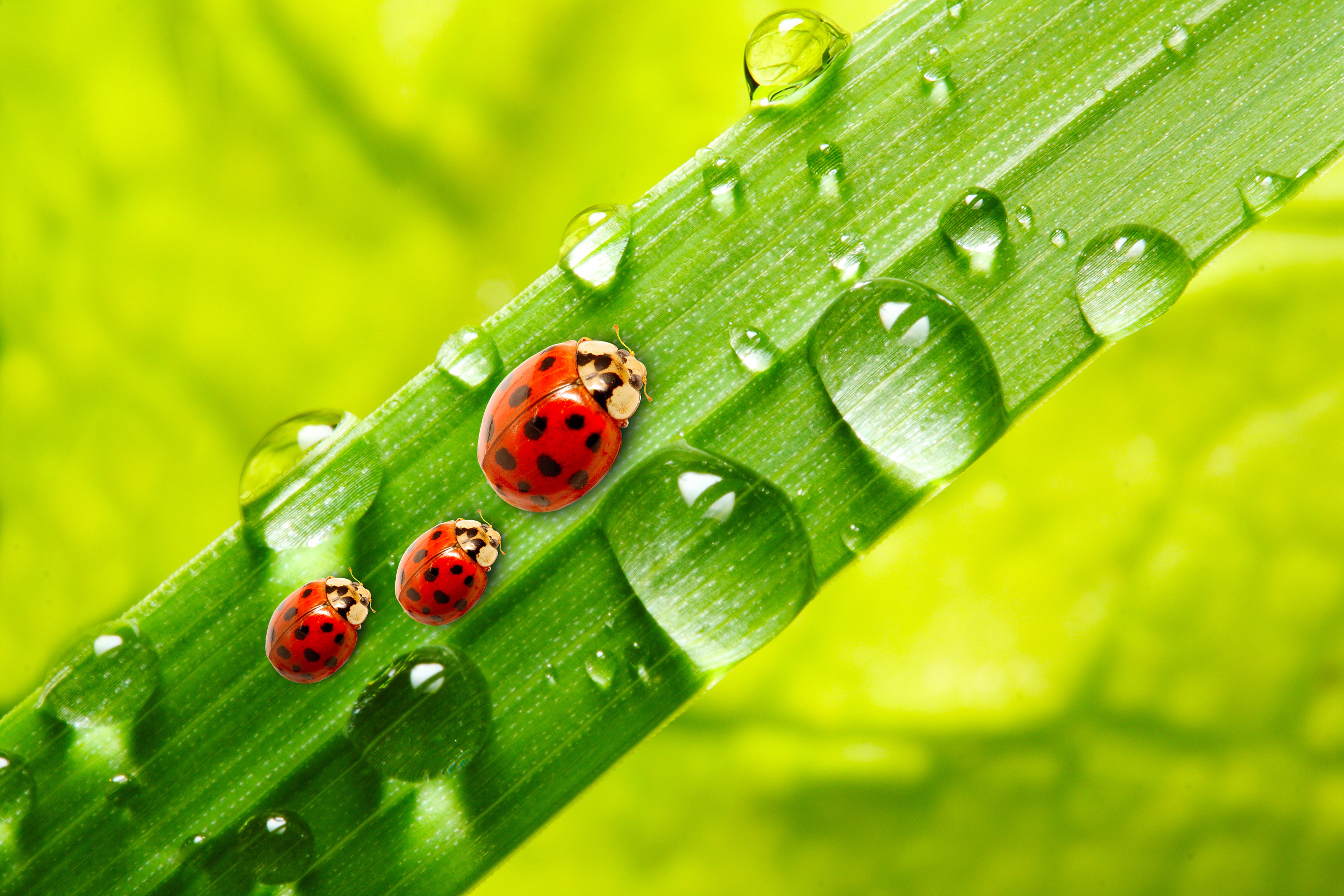 Three Ladybugs on a Leaf with Water Drops HD Wallpaper