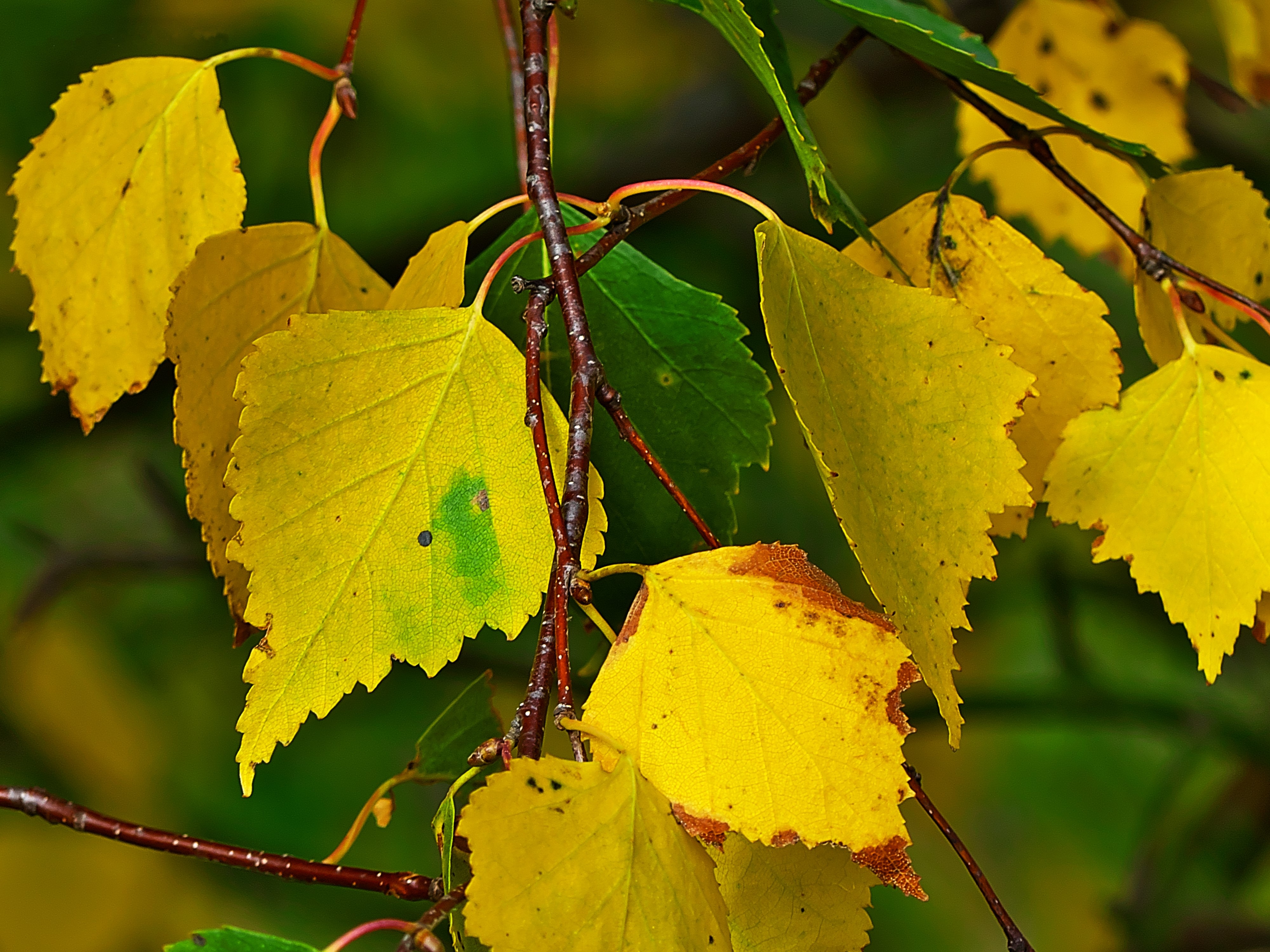 Yellow Birch Leaves on Branches HD Wallpaper