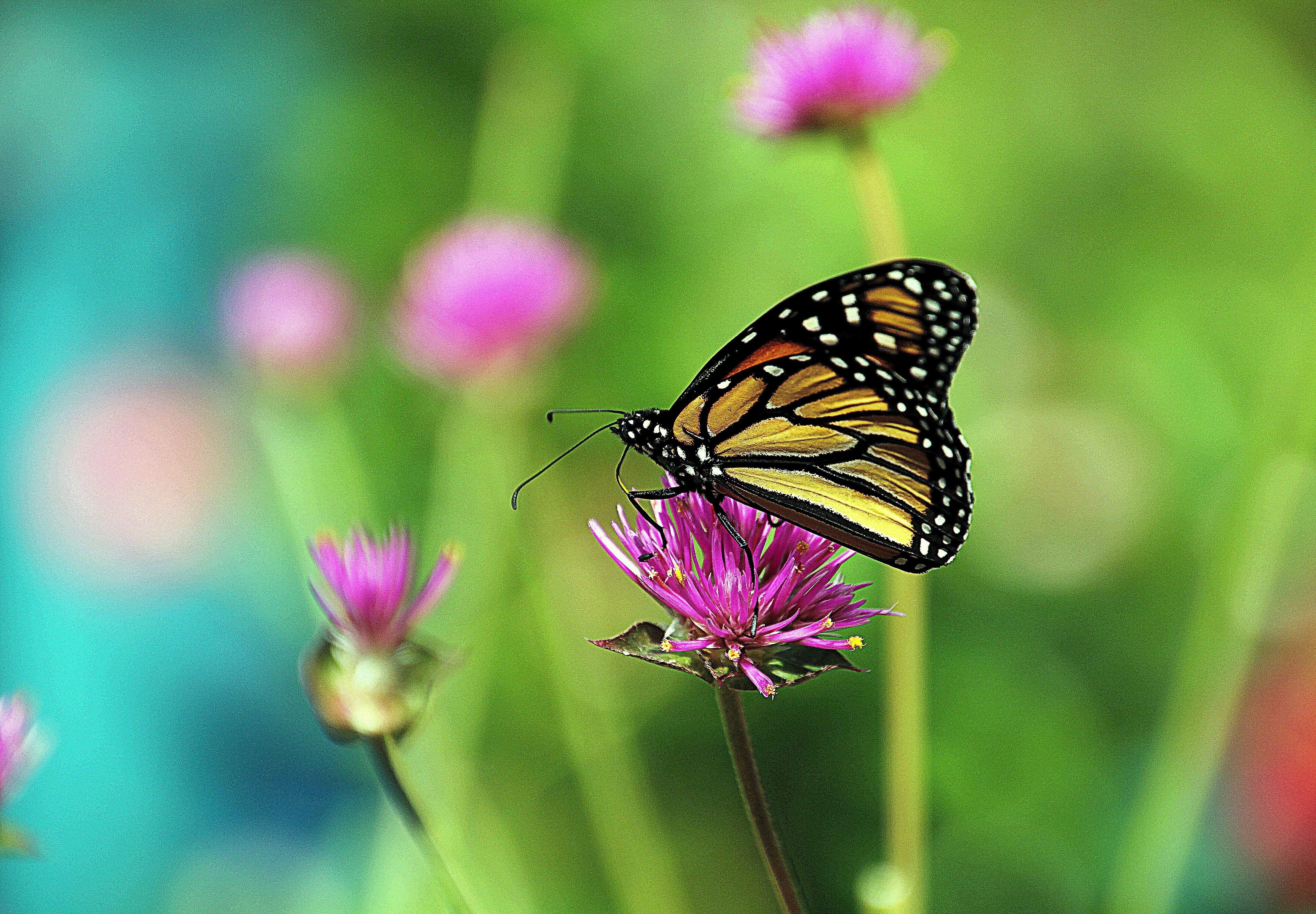 Monarch butterfly on a pink flower HD Wallpaper