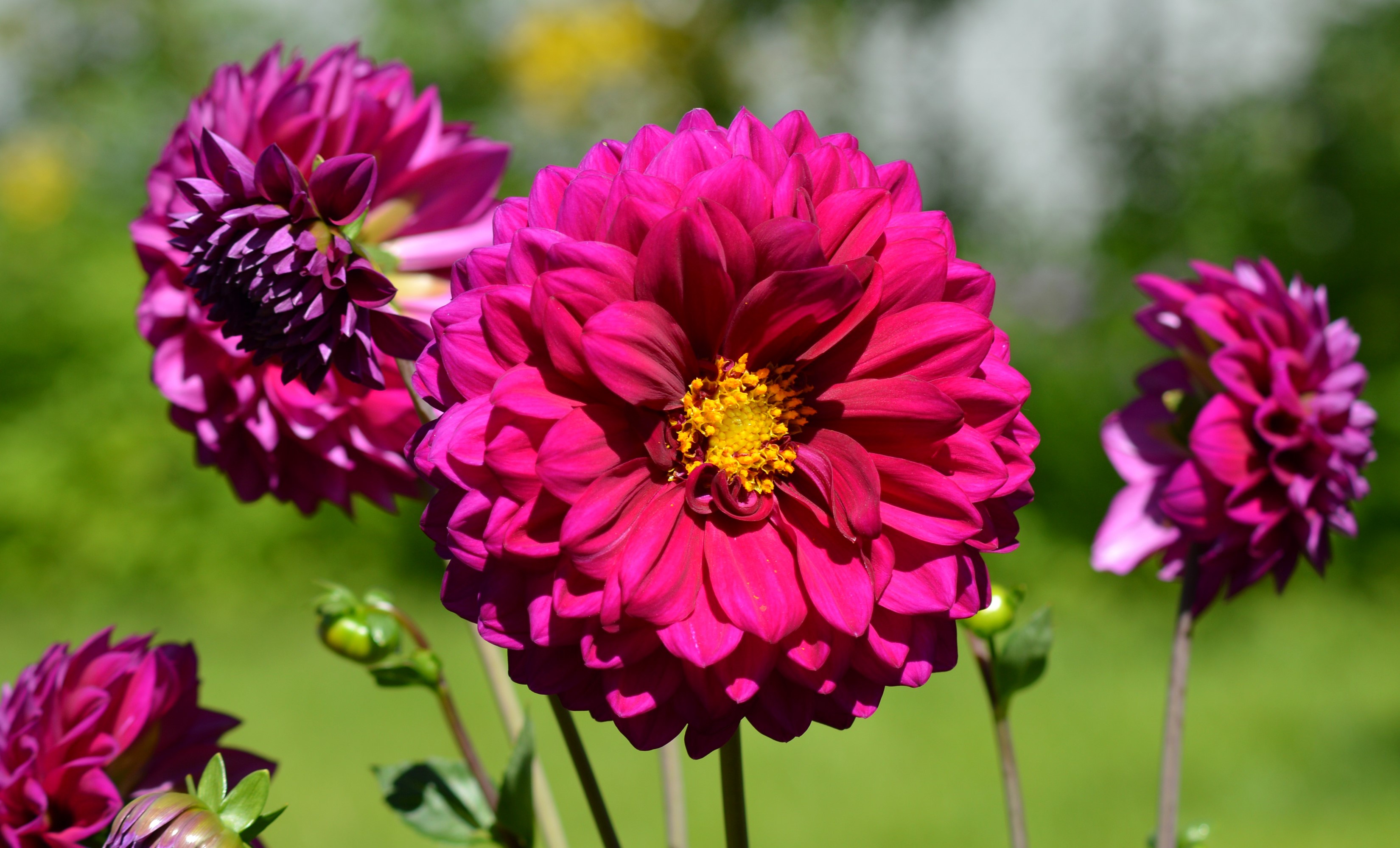 Close-up of pink Dahlias in a garden HD Wallpaper