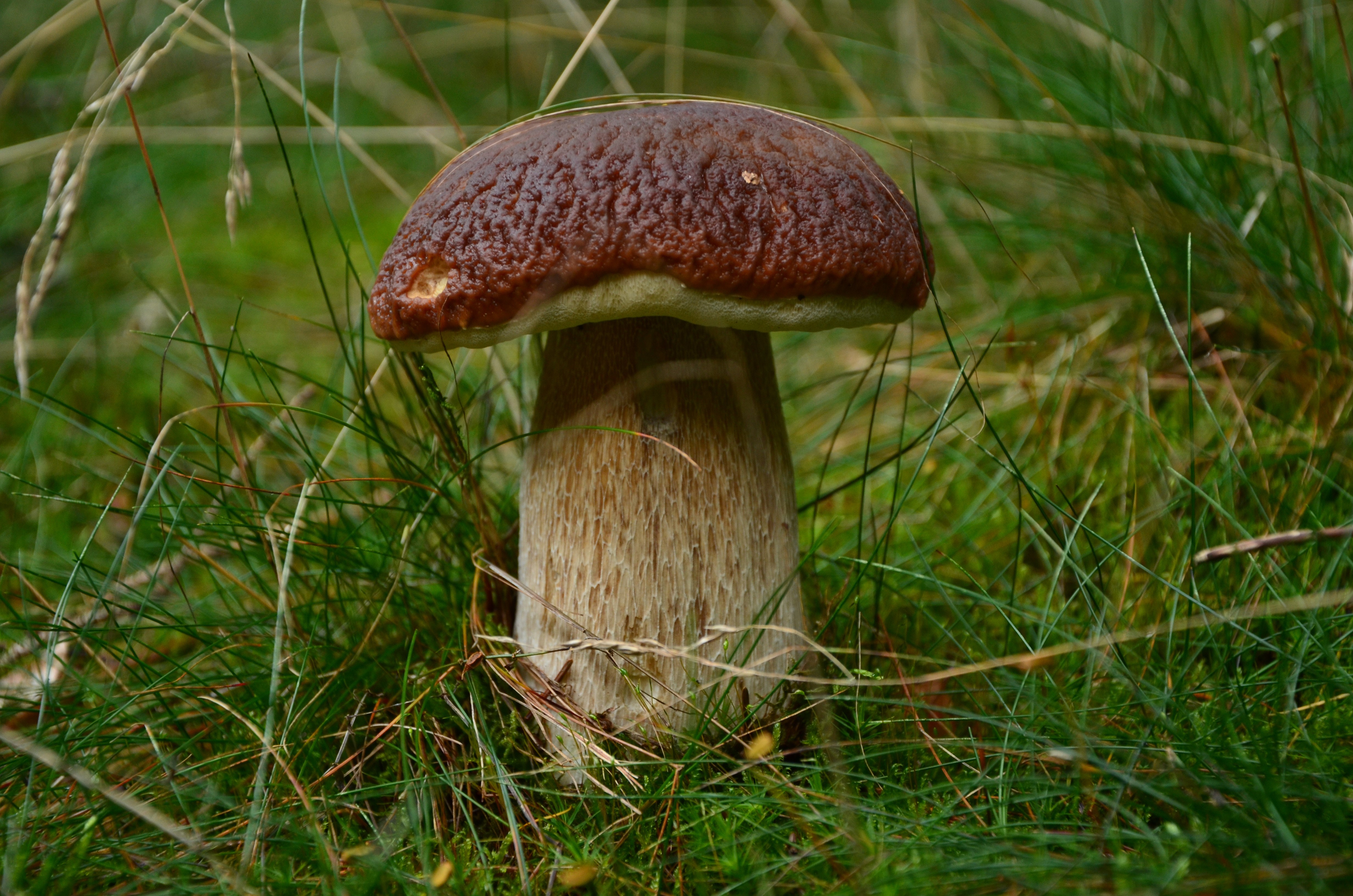 Porcini mushroom in grass HD Wallpaper