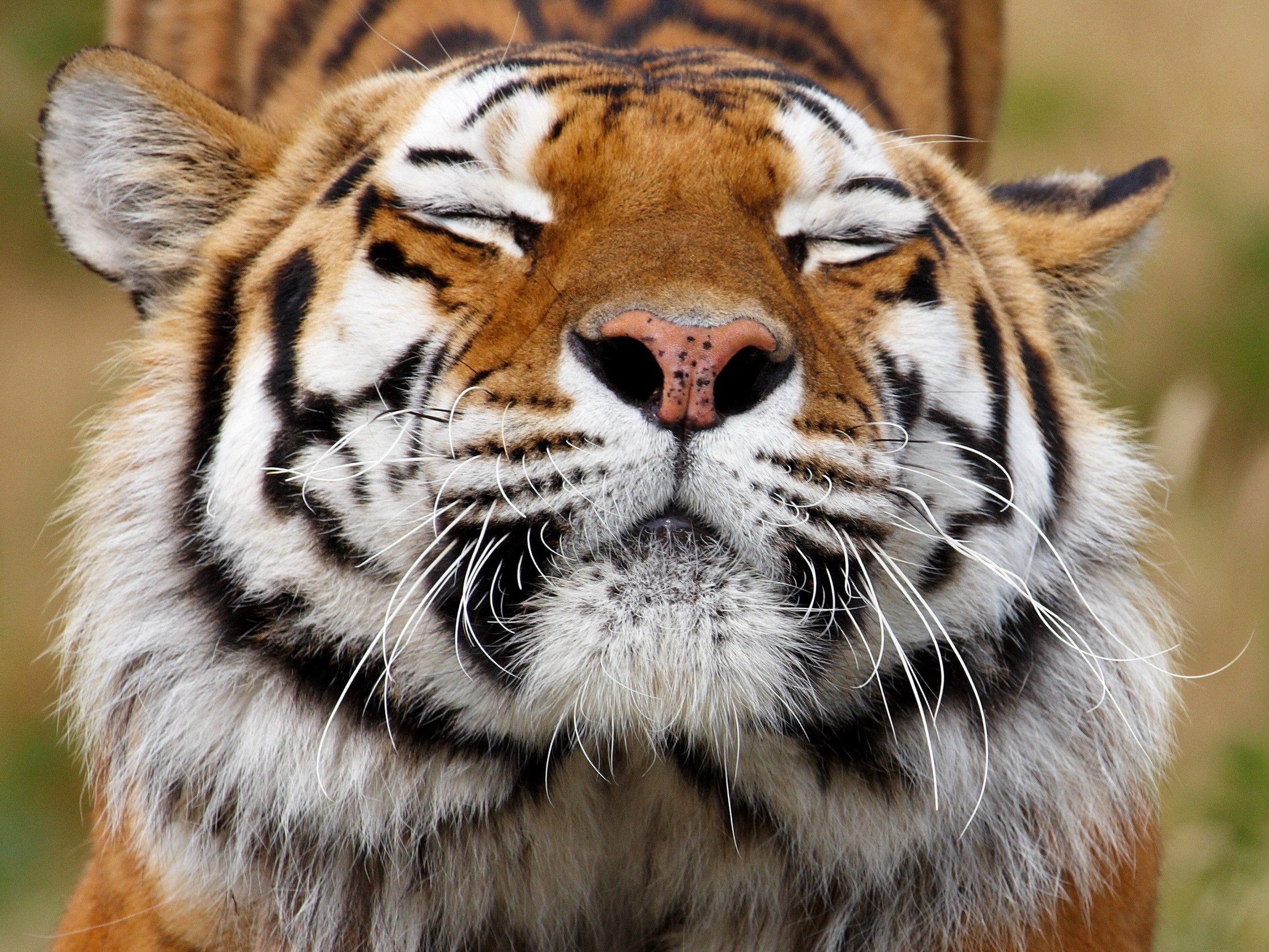 Close-up of a tiger's face with eyes closed HD Wallpaper