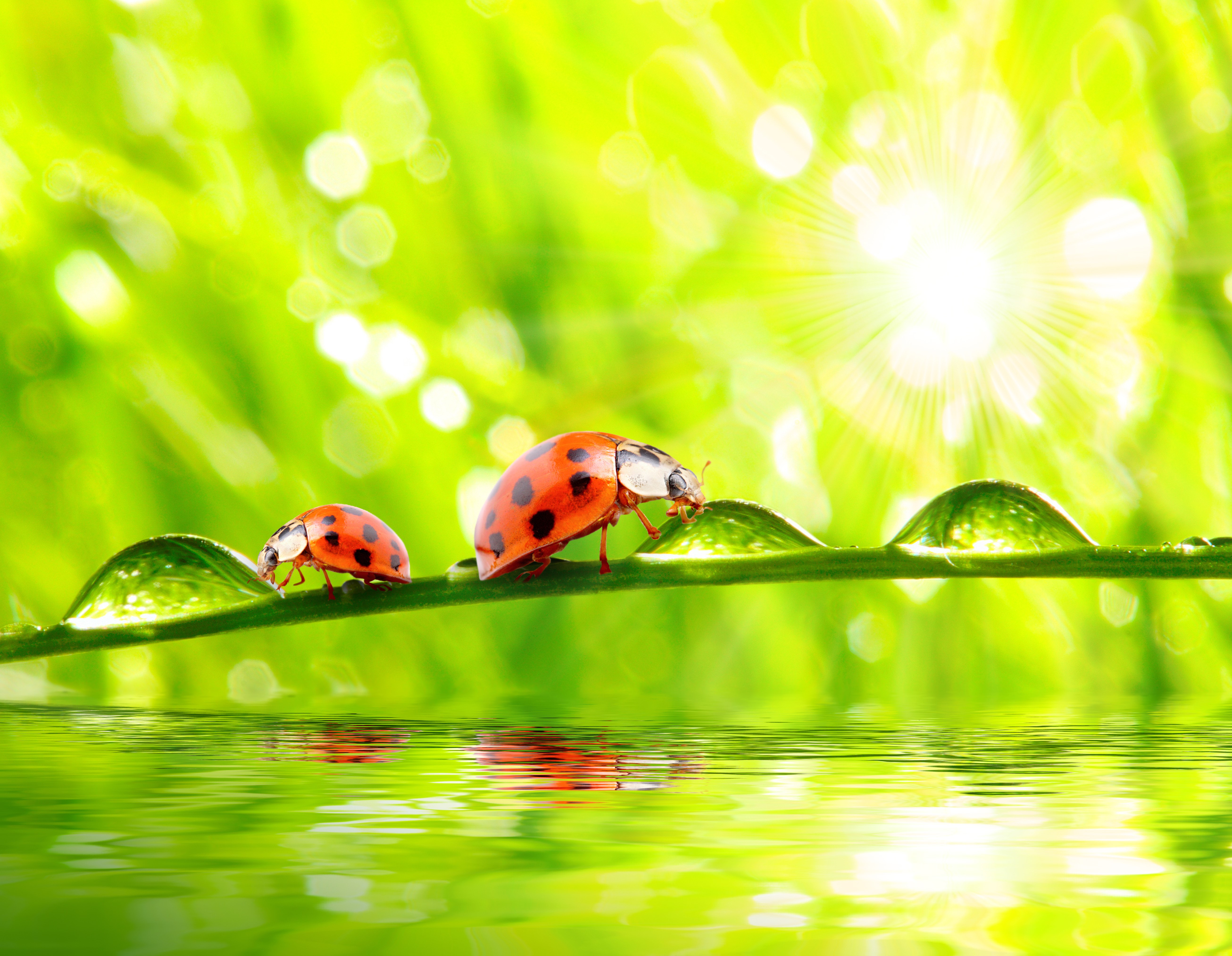 Two Ladybugs on a Blade of Grass with Water Drops HD Wallpaper