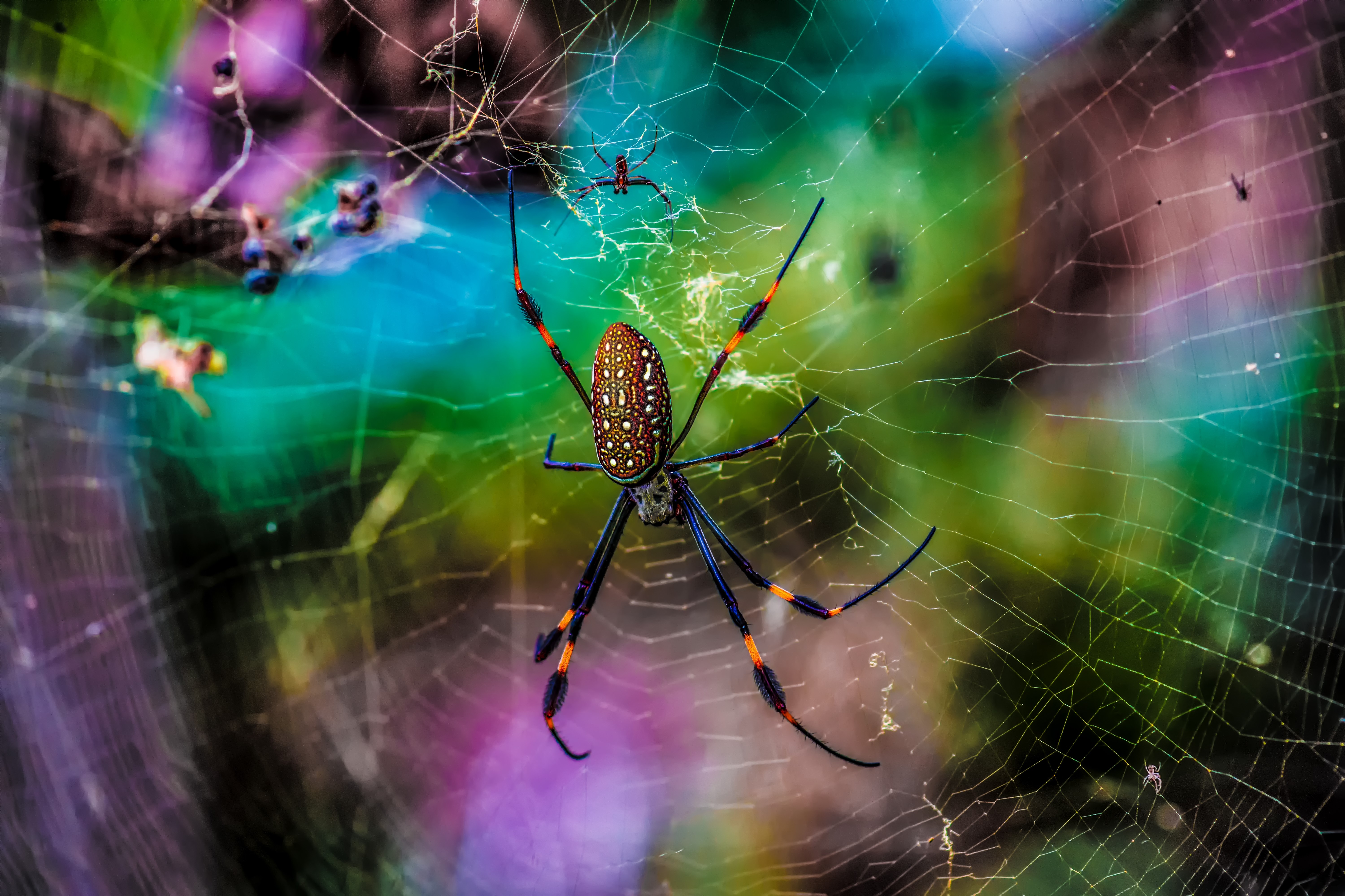 Golden Silk Orb-weaver Spider on Web HD Wallpaper