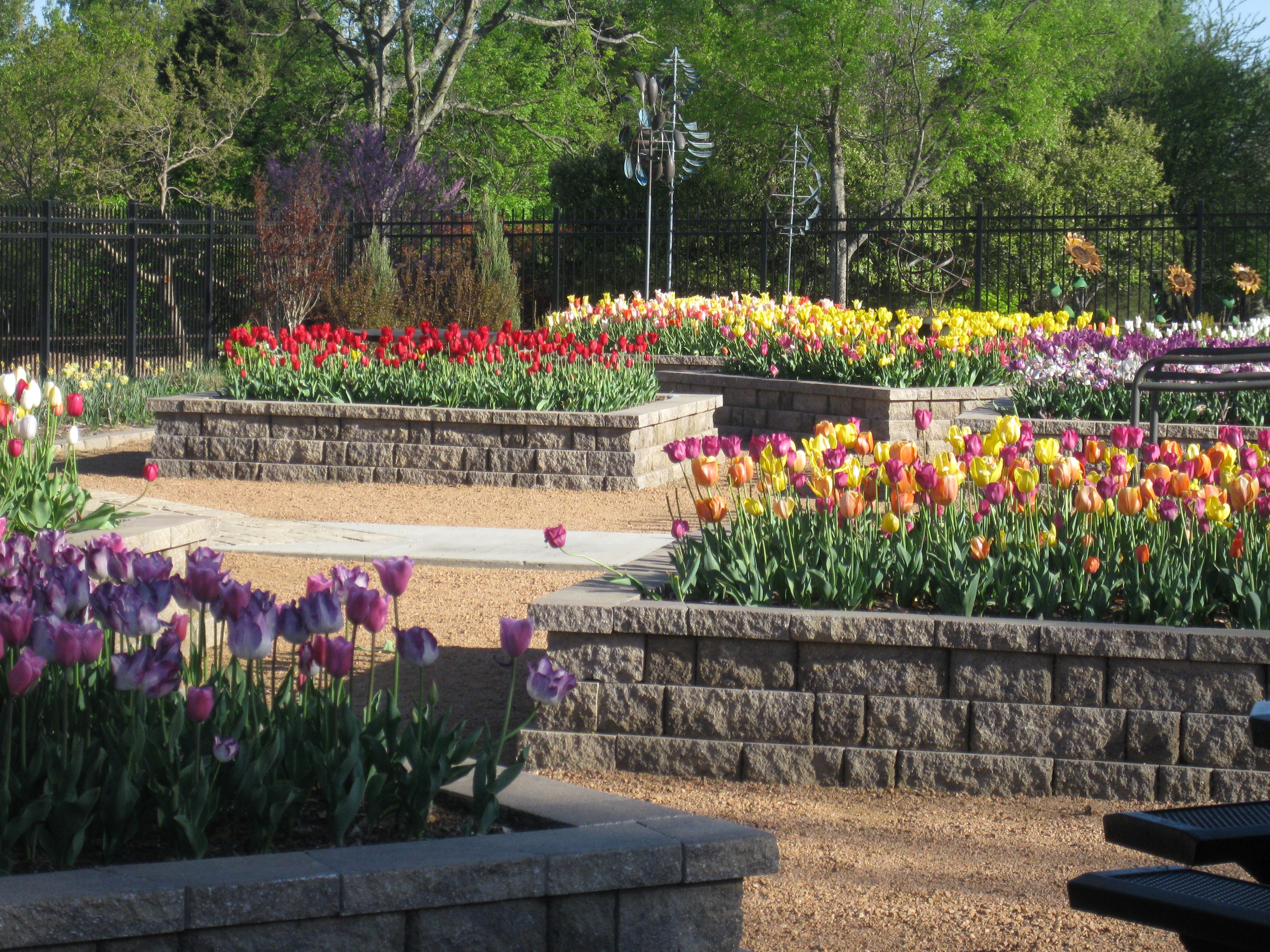 Tulip garden at Honor Heights Park, USA HD Wallpaper