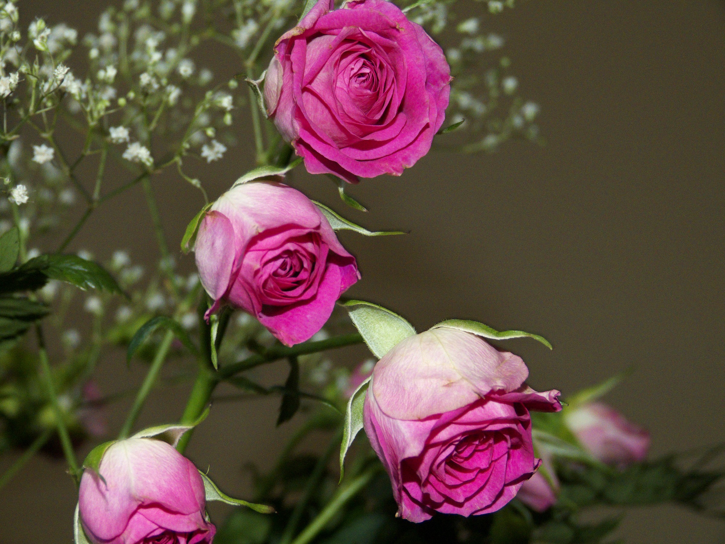 Pink roses with baby's breath HD Wallpaper