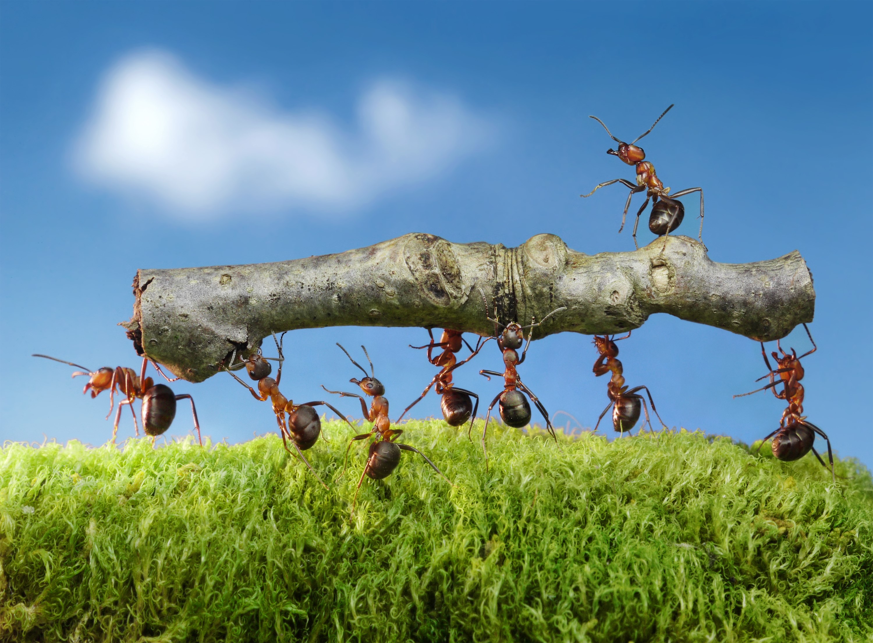 Group of ants carrying a branch on moss HD Wallpaper