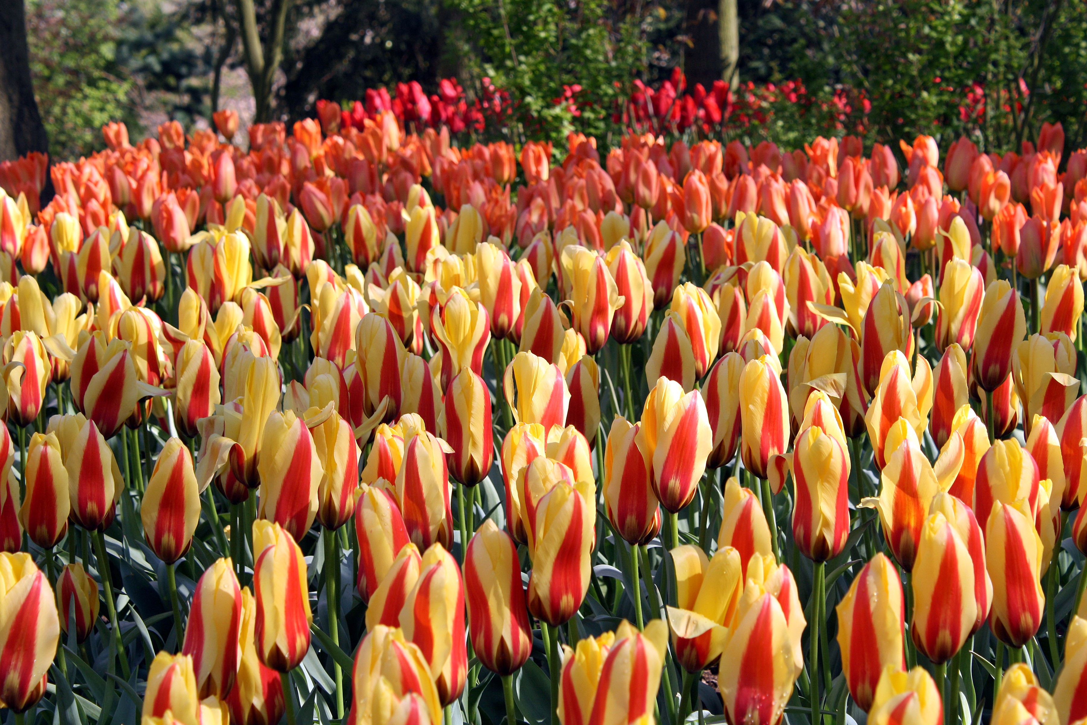 Field of Red and Yellow Striped Tulips HD Wallpaper