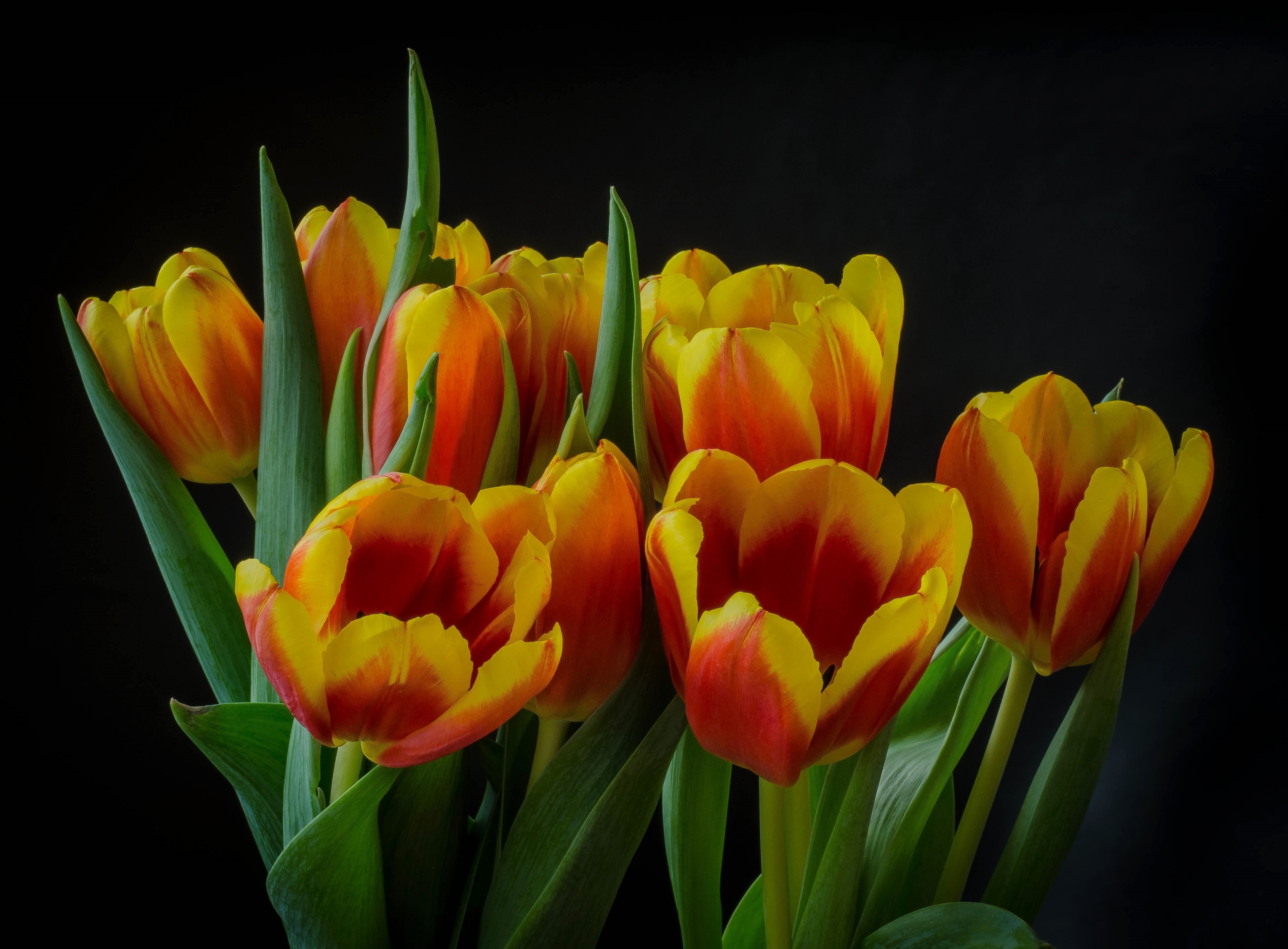 4K Tulips with Black Background HD Wallpaper