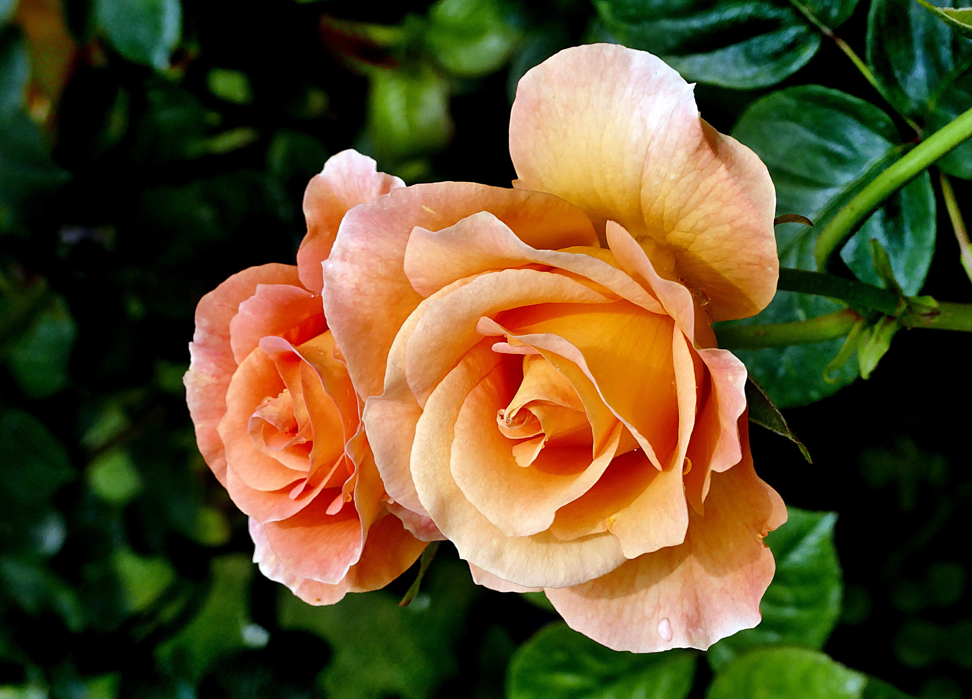 Two peach roses in bloom HD Wallpaper
