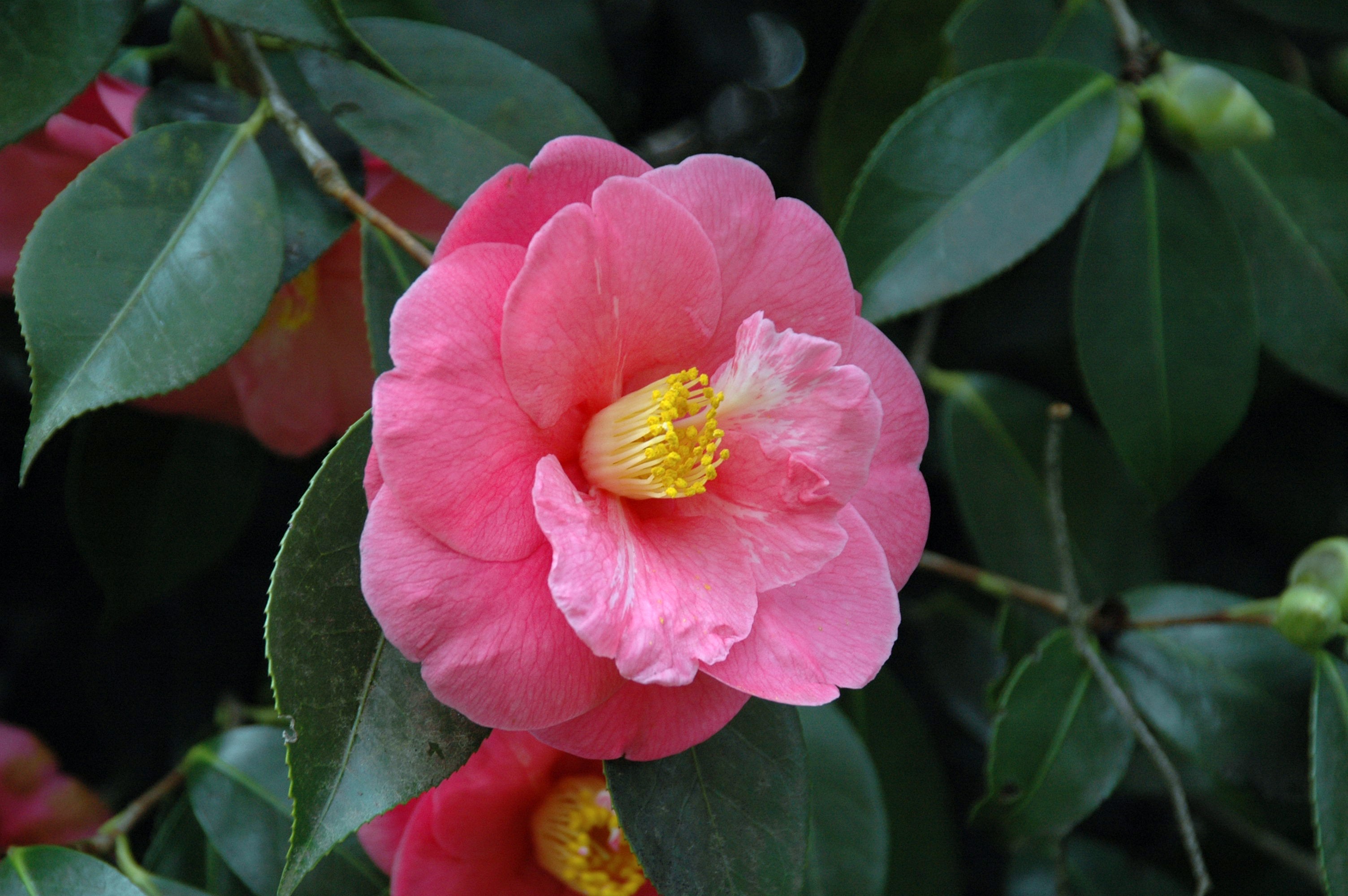 Pink Camellia flower with green foliage HD Wallpaper